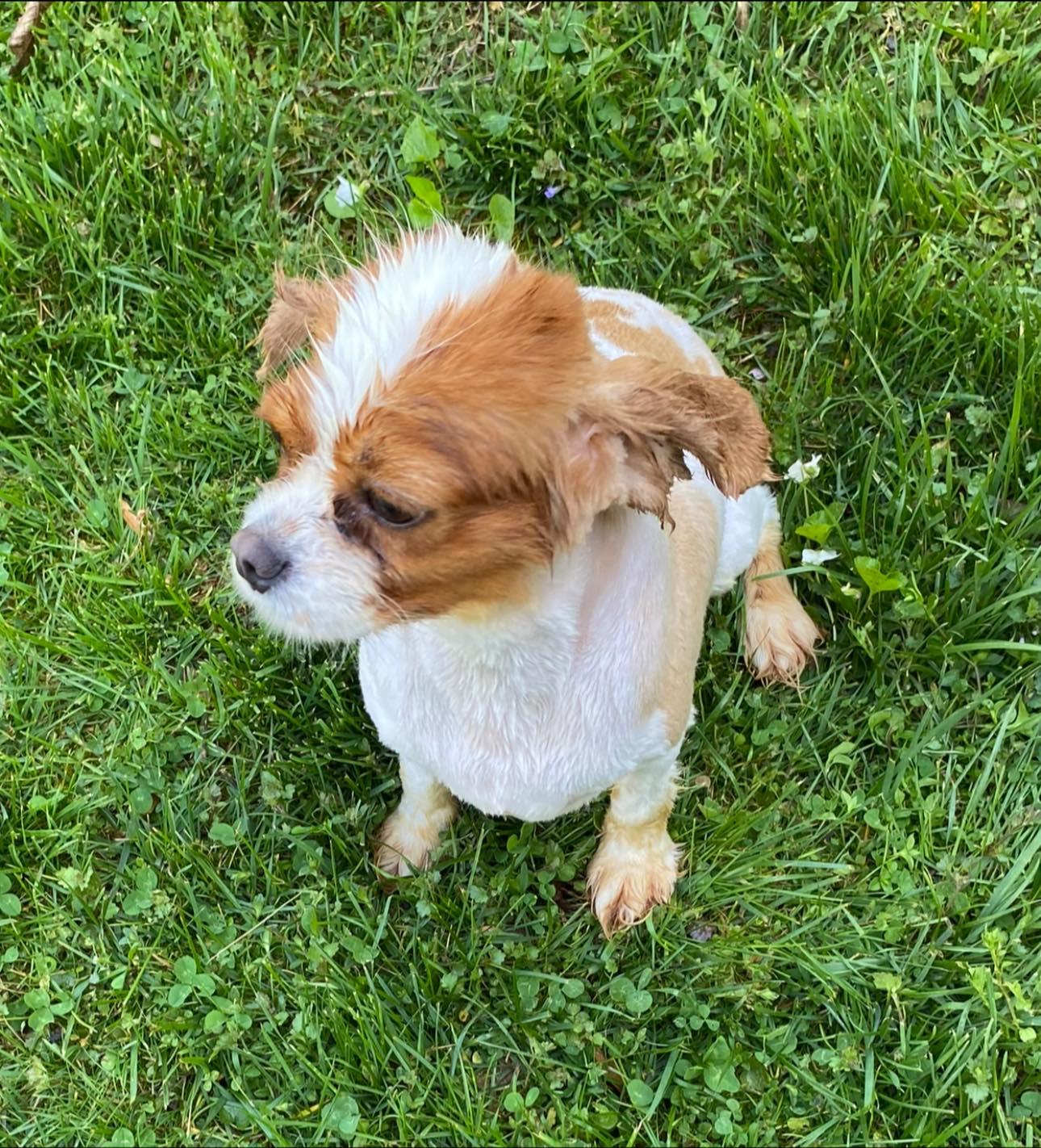 Enlarge Cavalier 2, a Adoptable Cavalier King Charles Spaniel in Matthews, NC image 1/1
