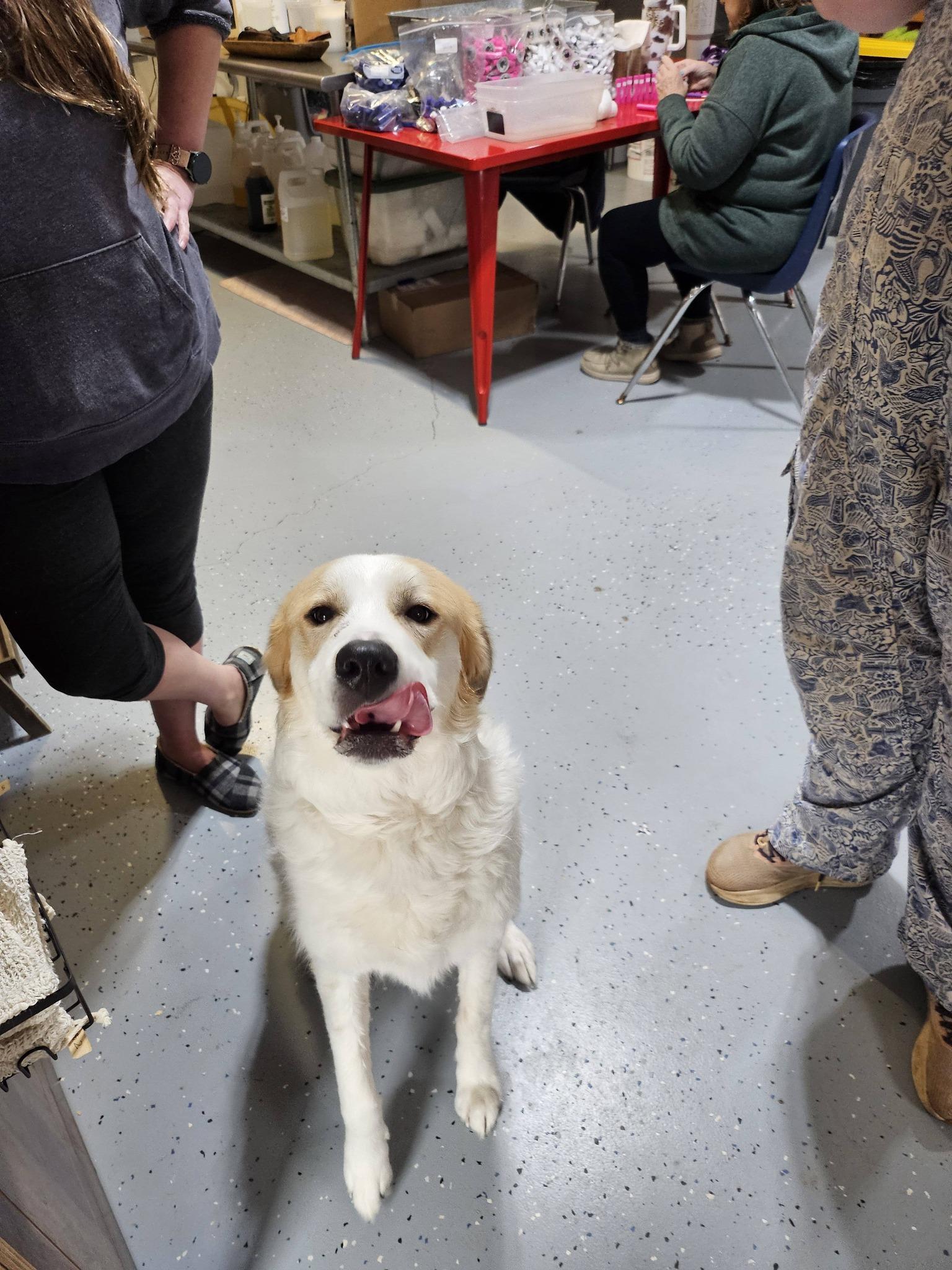 Gracie, an adopted mixed breed in Seneca, SC image 2/2