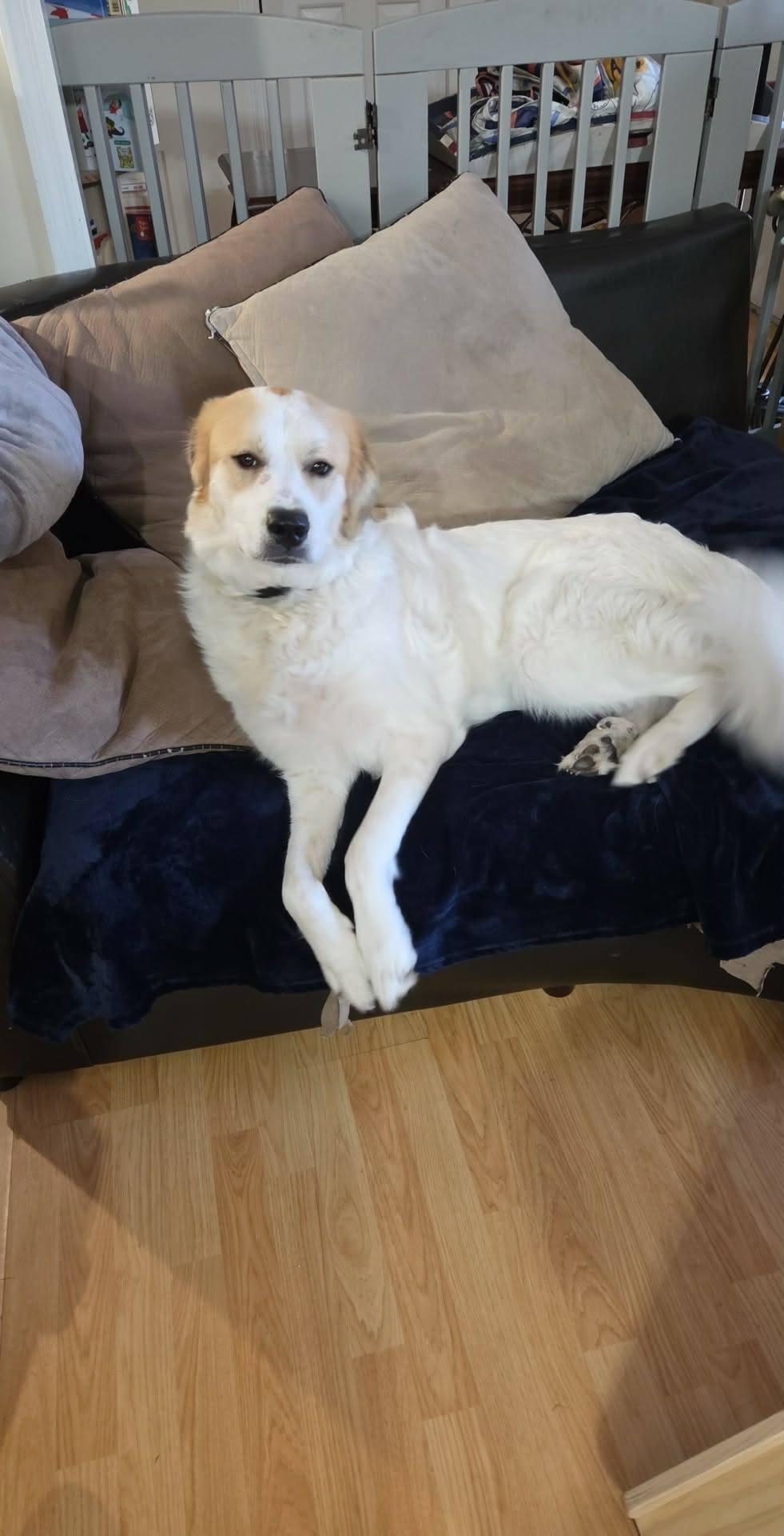 Gracie, adopted, Young Female Great Pyrenees.