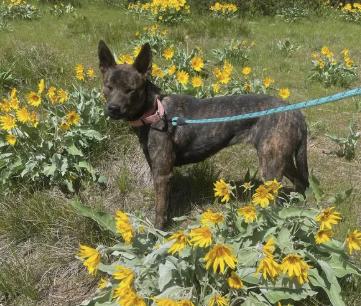 Sydney, ADOPTABLE, Young Female Kai Dog.