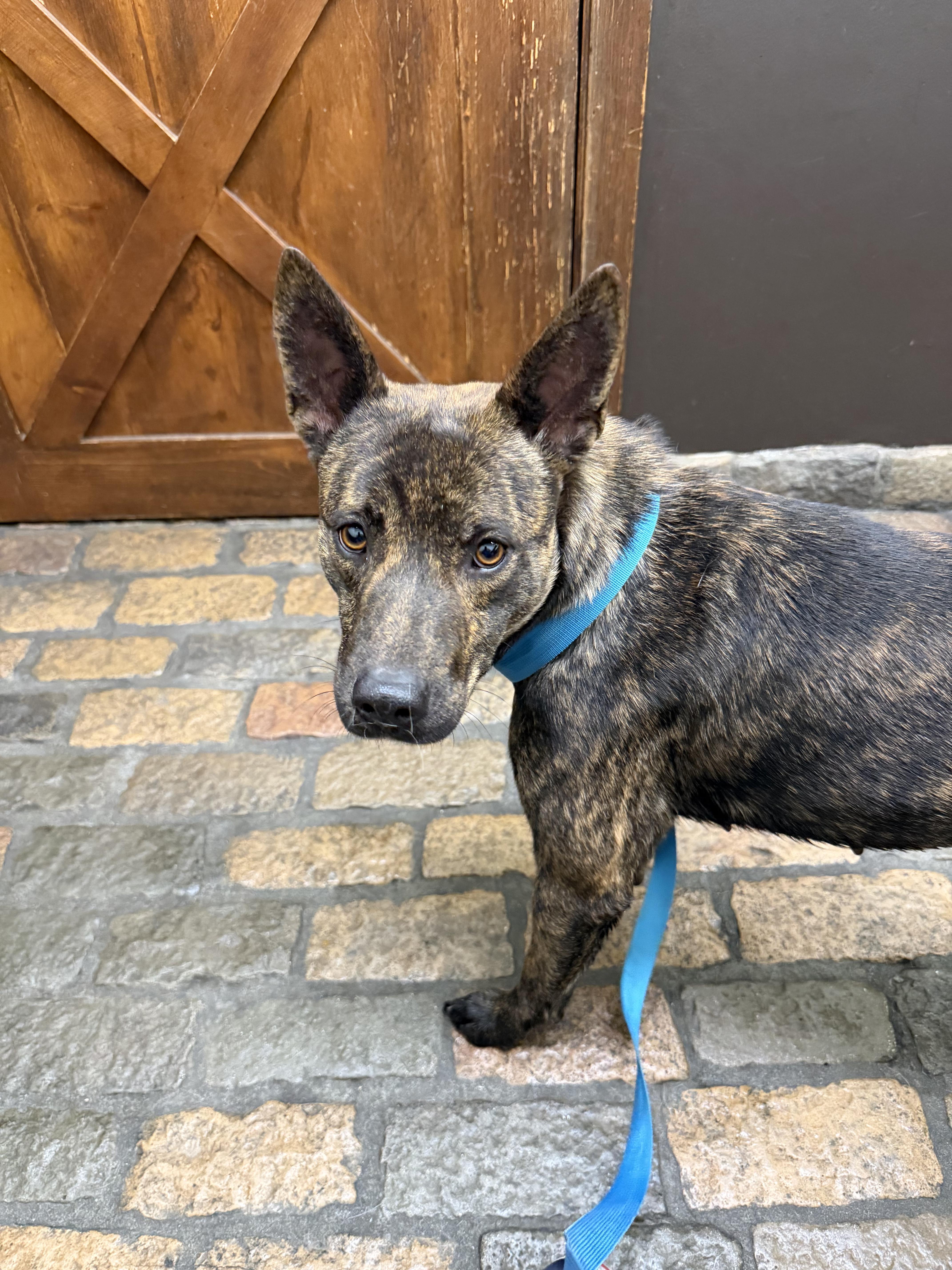 Enlarge Syndney, a ADOPTABLE Kai Dog in Frazier Park, CA image 3/3