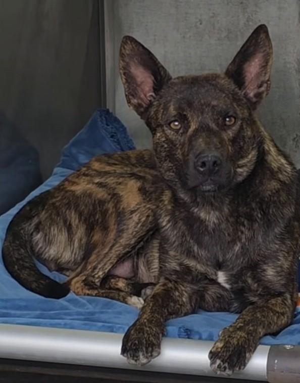 Syndney, ADOPTABLE, Young Female Kai Dog.