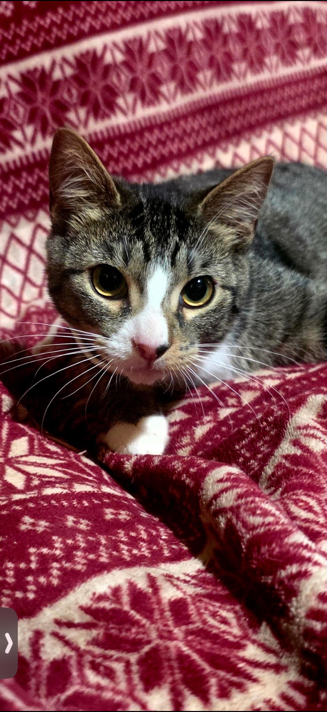 Petey, Adoptable, Kitten Male Domestic Short Hair.