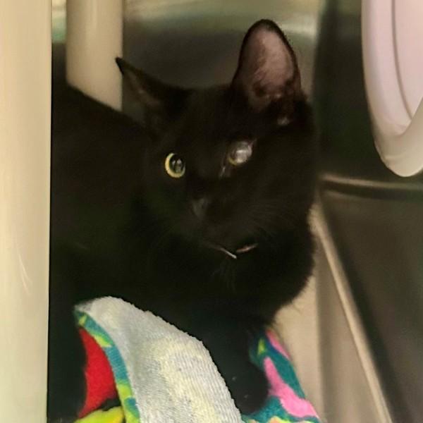 Tater Tot, Adoptable, Young Male Domestic Short Hair.