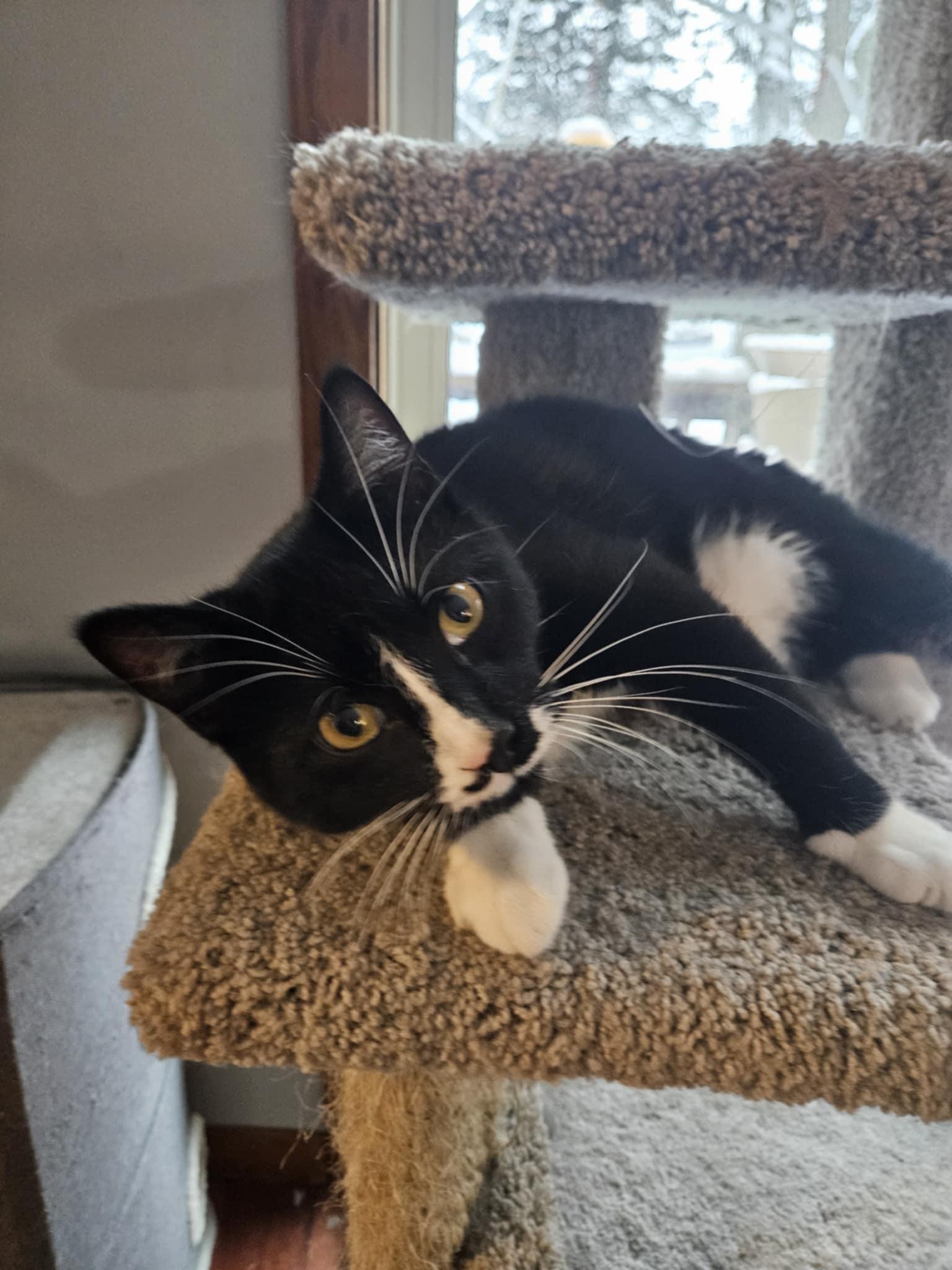 Mustache, Adoptable, Kitten Male Domestic Short Hair.