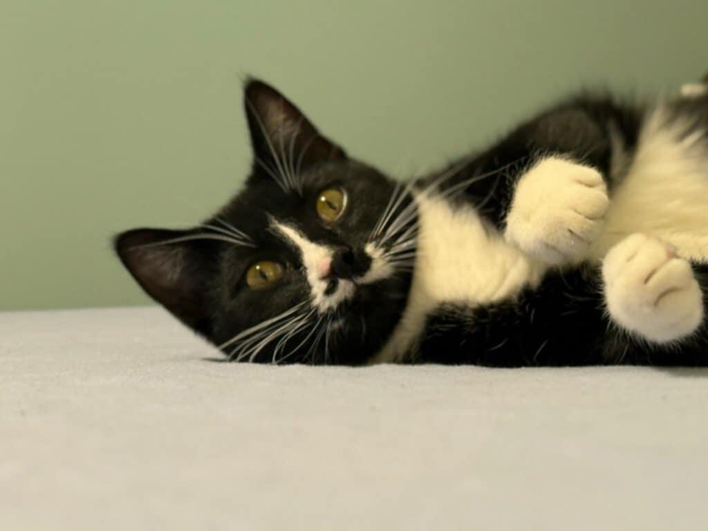Enlarge Mustache, a Adoptable Domestic Short Hair in Crystal, MN image 2/3