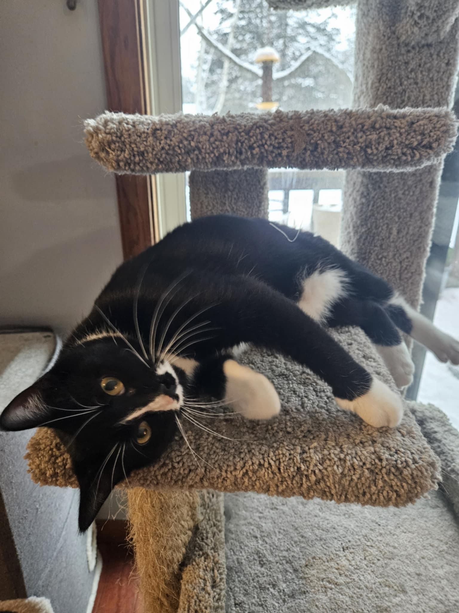 Mustache, a Adoptable Domestic Short Hair in Crystal, MN image 1/3