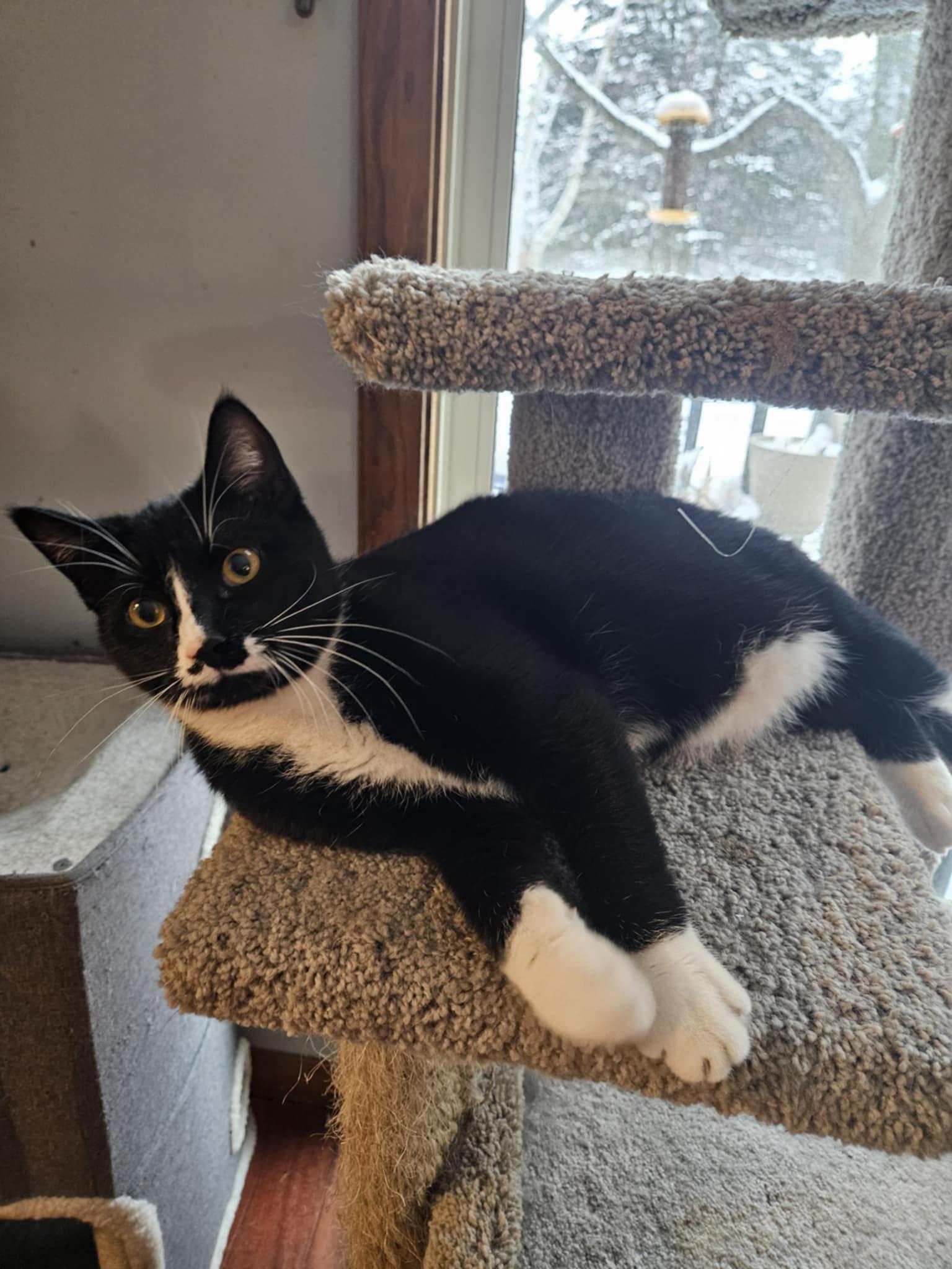 Mustache, a Adoptable Domestic Short Hair in Crystal, MN image 2/3