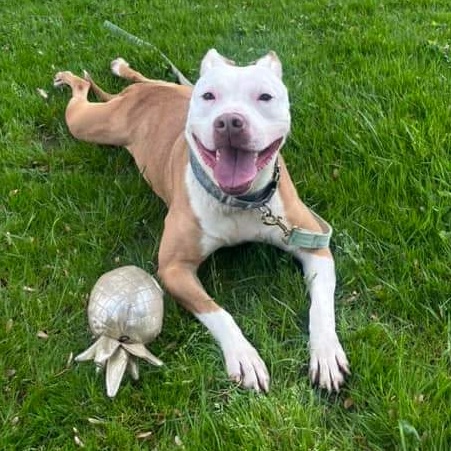 Izzy, Adoptable, Young Female Terrier.