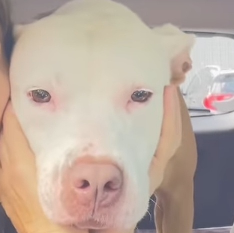 Izzy, a Adoptable mixed breed in Warren, OH image 3/6