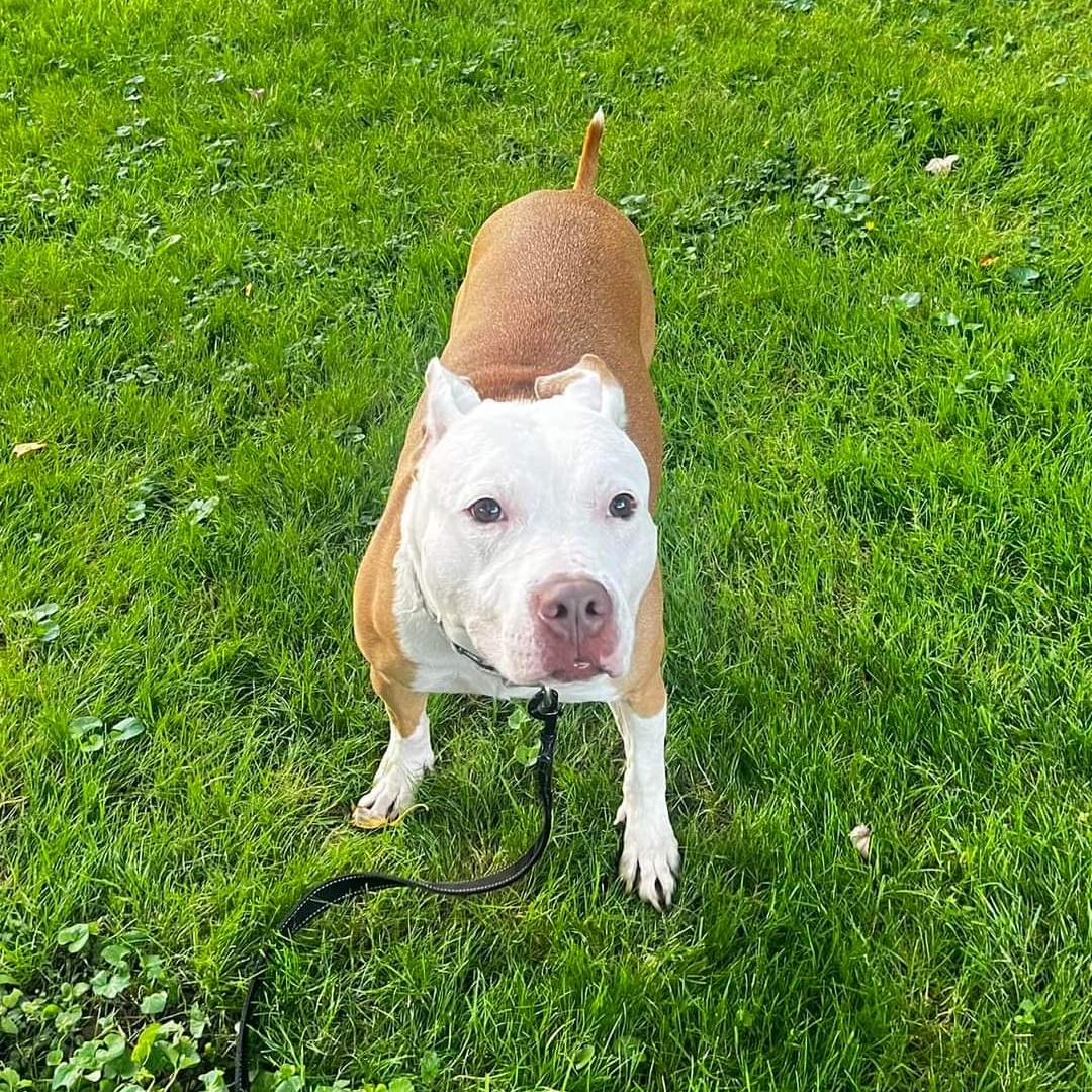 Izzy, a Adoptable mixed breed in Warren, OH image 6/6