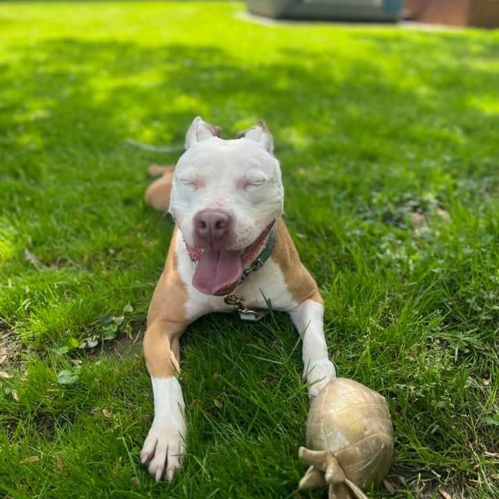 Izzy, a Adoptable mixed breed in Warren, OH image 4/6