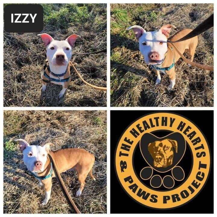 Izzy, a Adoptable mixed breed in Warren, OH image 5/6