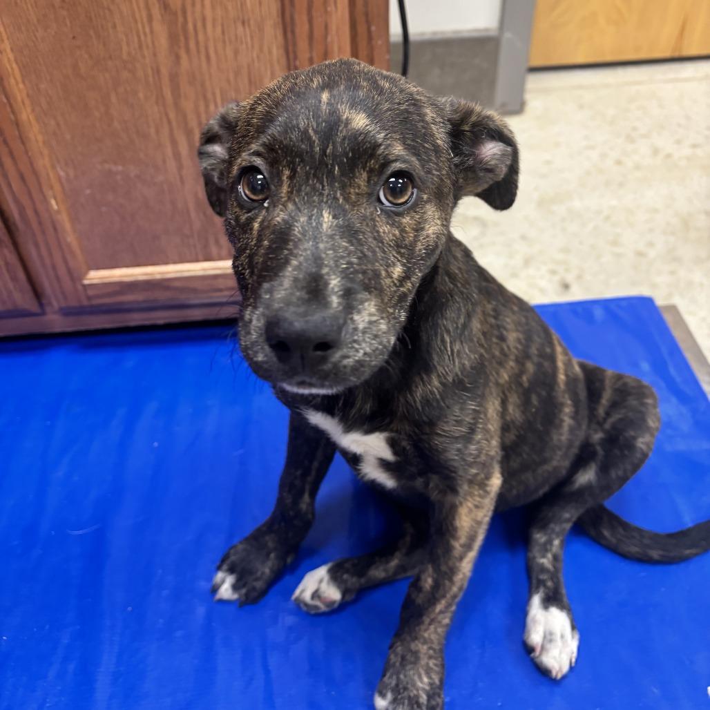 Enlarge Tsunami - 042301U, a Adoptable mixed breed in Tupelo, MS image 1/1