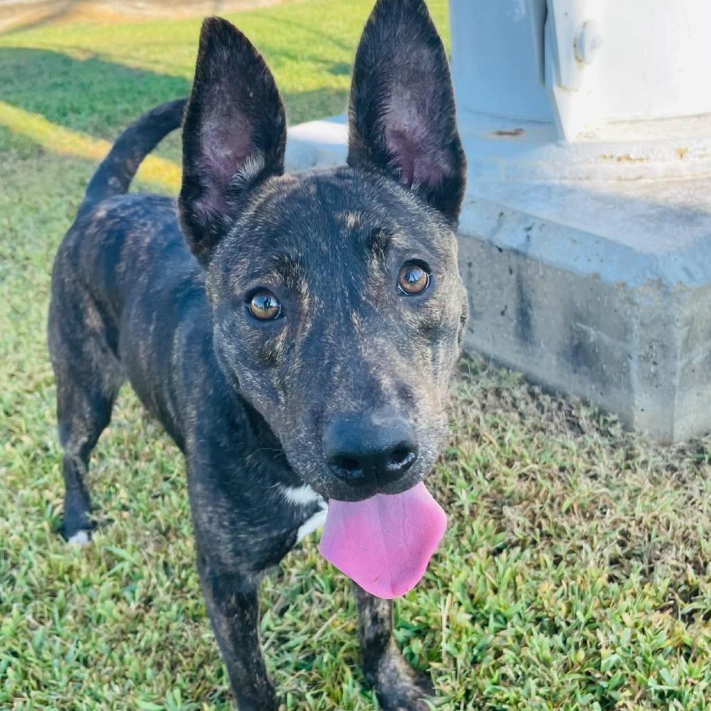 Enlarge Tsunami - 042301U, a Adoptable mixed breed in Tupelo, MS image 2/2