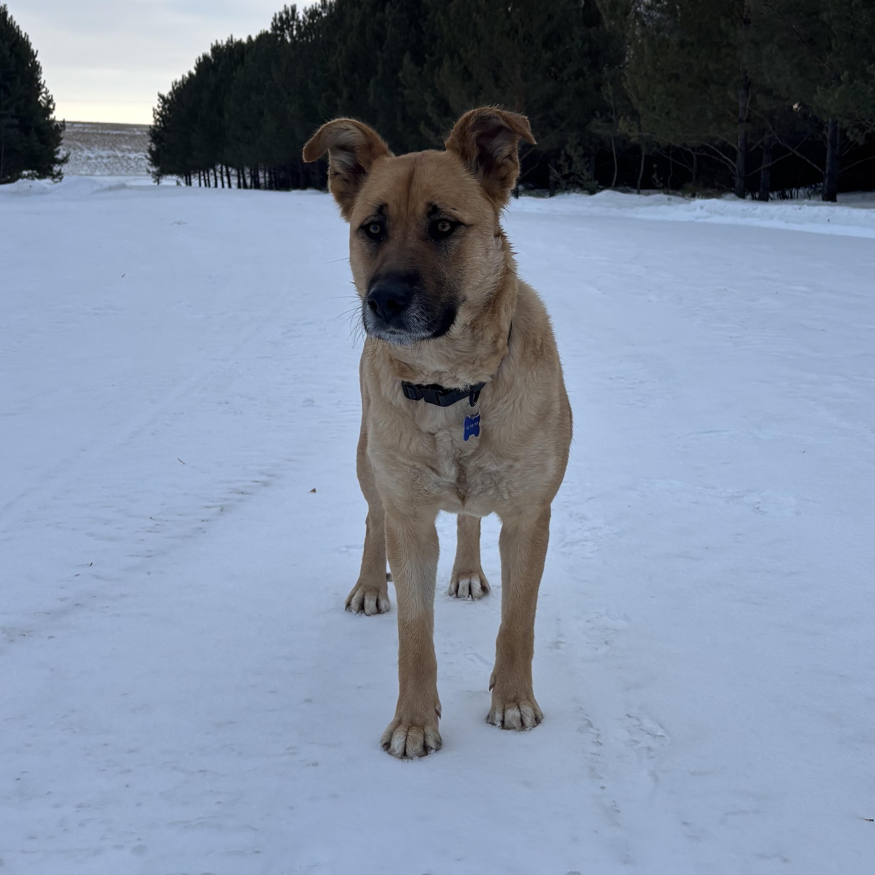 Enlarge Ellie, a ADOPTABLE mixed breed in Saskatoon, SK image 5/6