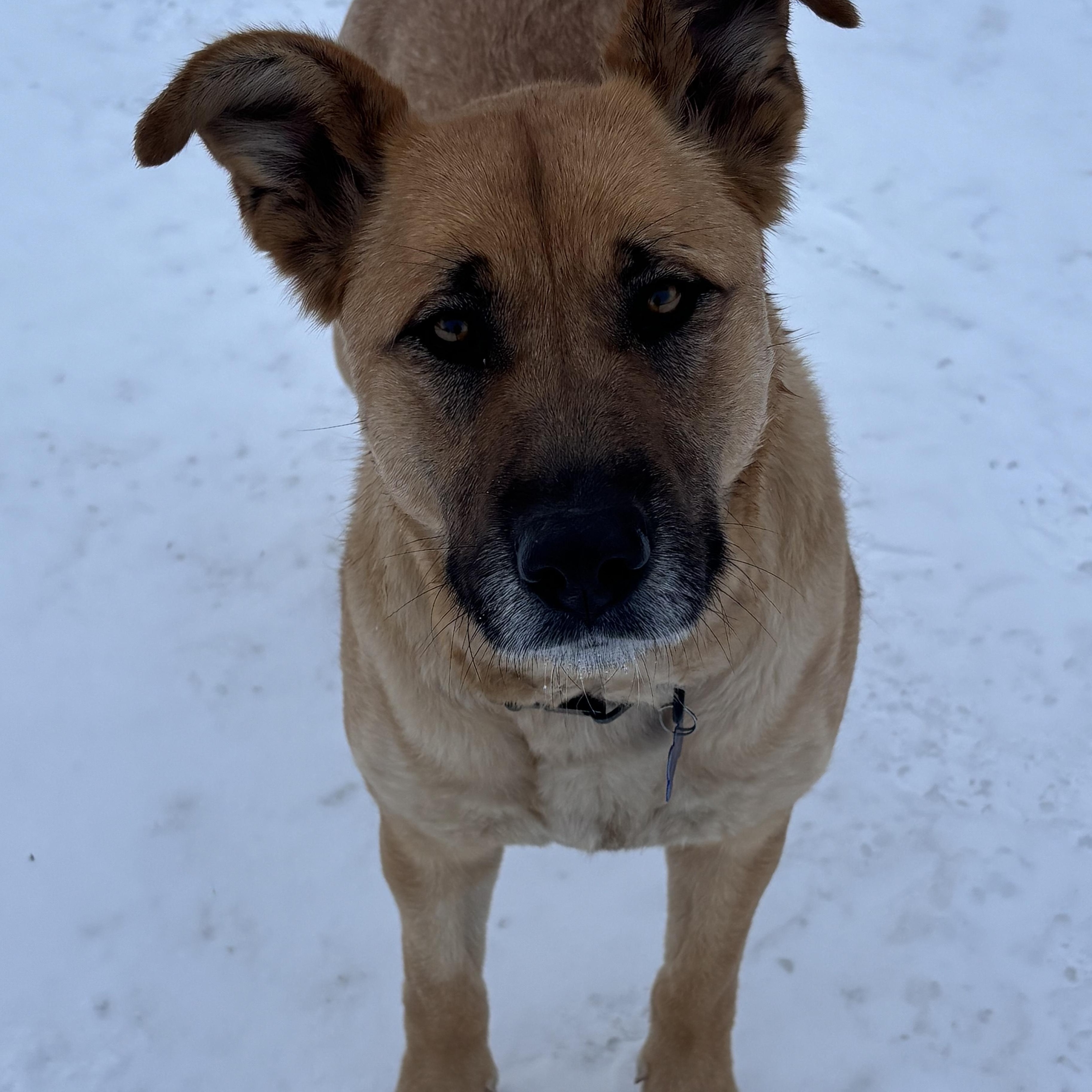 Enlarge Ellie, a ADOPTABLE mixed breed in Saskatoon, SK image 1/6