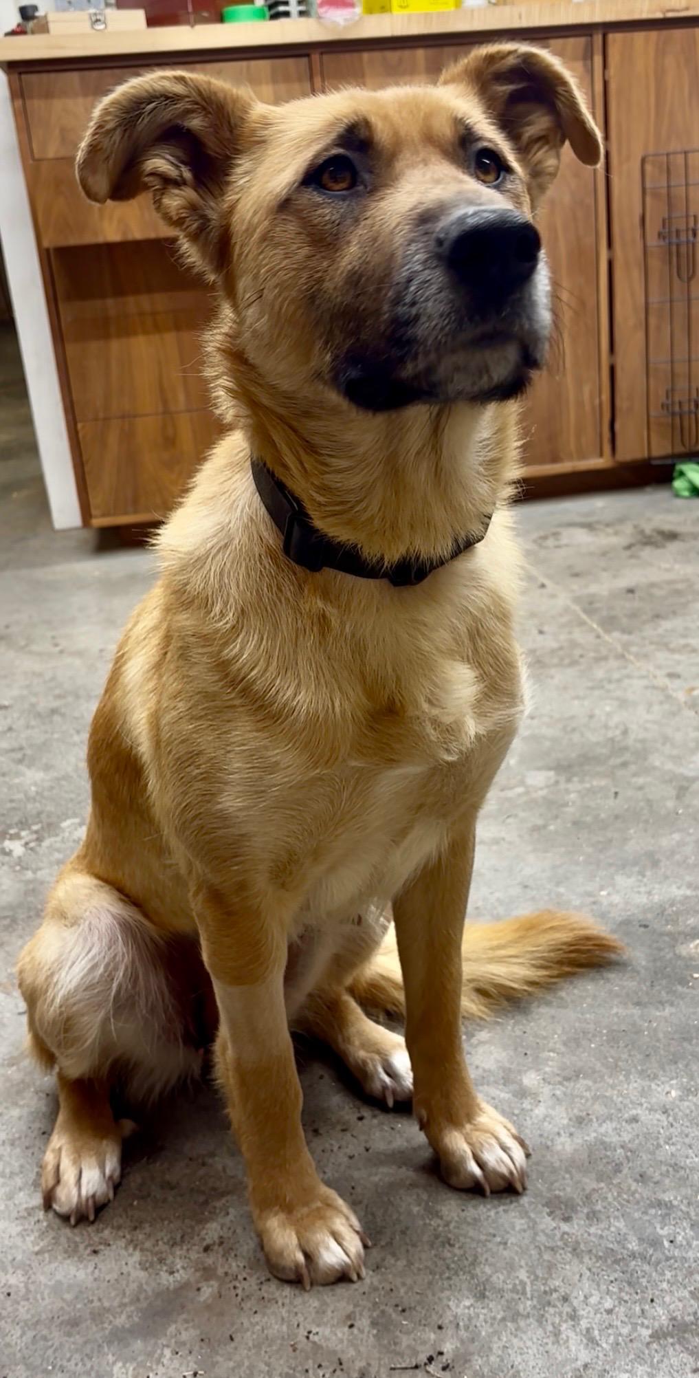 Enlarge Ellie, a ADOPTABLE mixed breed in Saskatoon, SK image 1/3