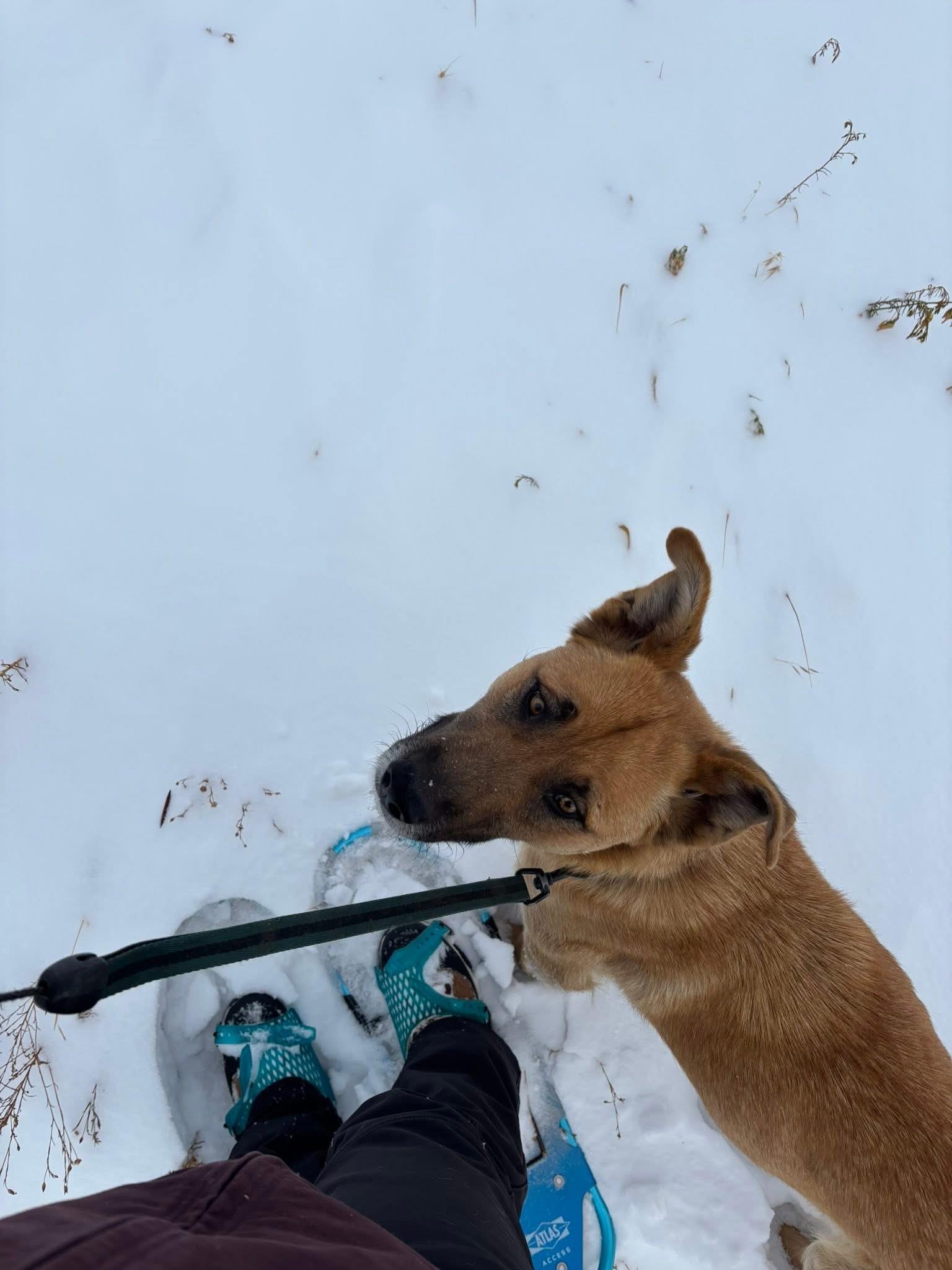 Enlarge Ellie, a ADOPTABLE mixed breed in Saskatoon, SK image 3/3