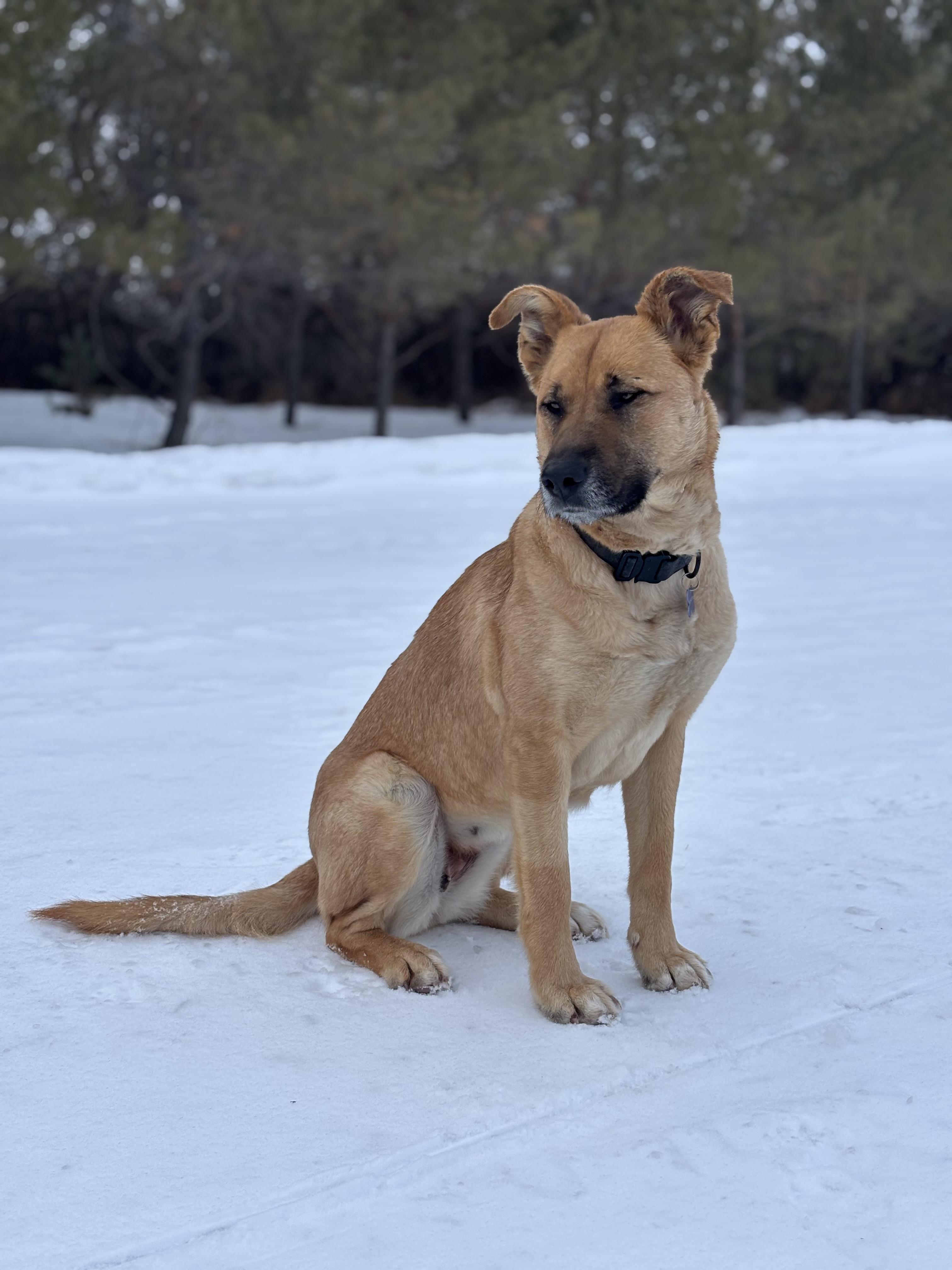Enlarge Ellie, a ADOPTABLE mixed breed in Saskatoon, SK image 4/6