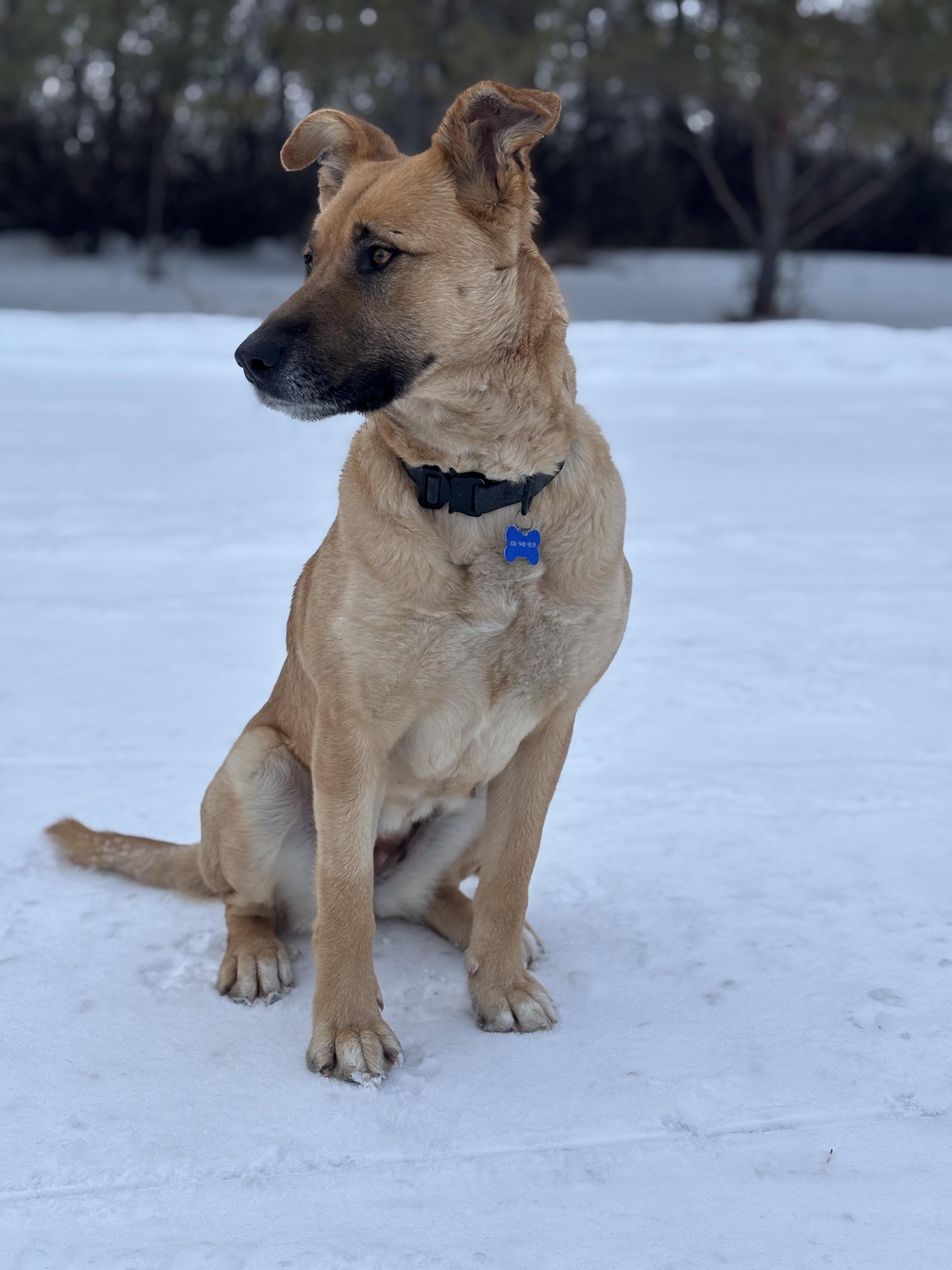 Enlarge Ellie, a ADOPTABLE mixed breed in Saskatoon, SK image 6/6