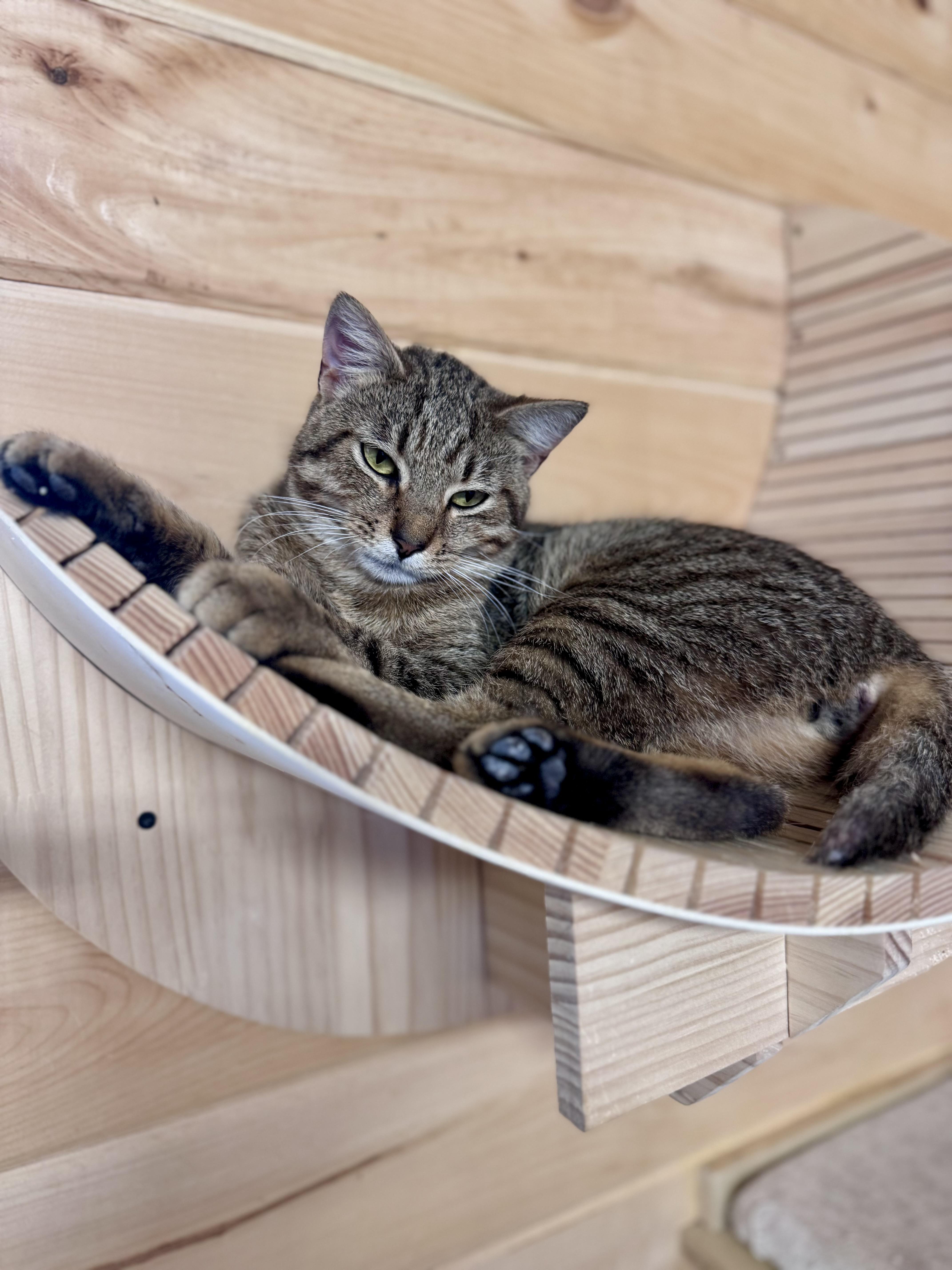 Enlarge Benny, a ADOPTABLE American Shorthair in Saint Augustine, FL image 1/3