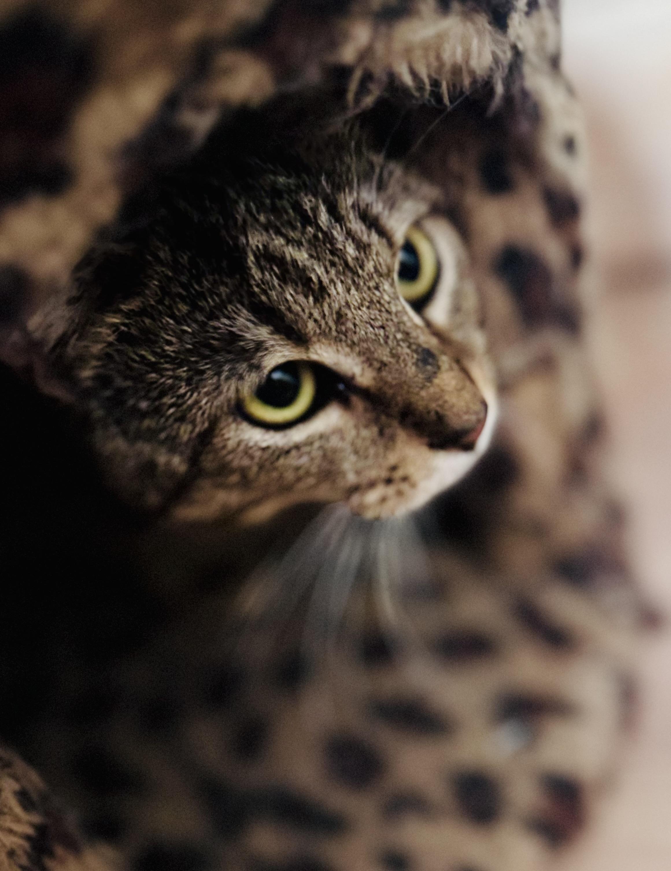 Enlarge Benny, a ADOPTABLE American Shorthair in Saint Augustine, FL image 2/3