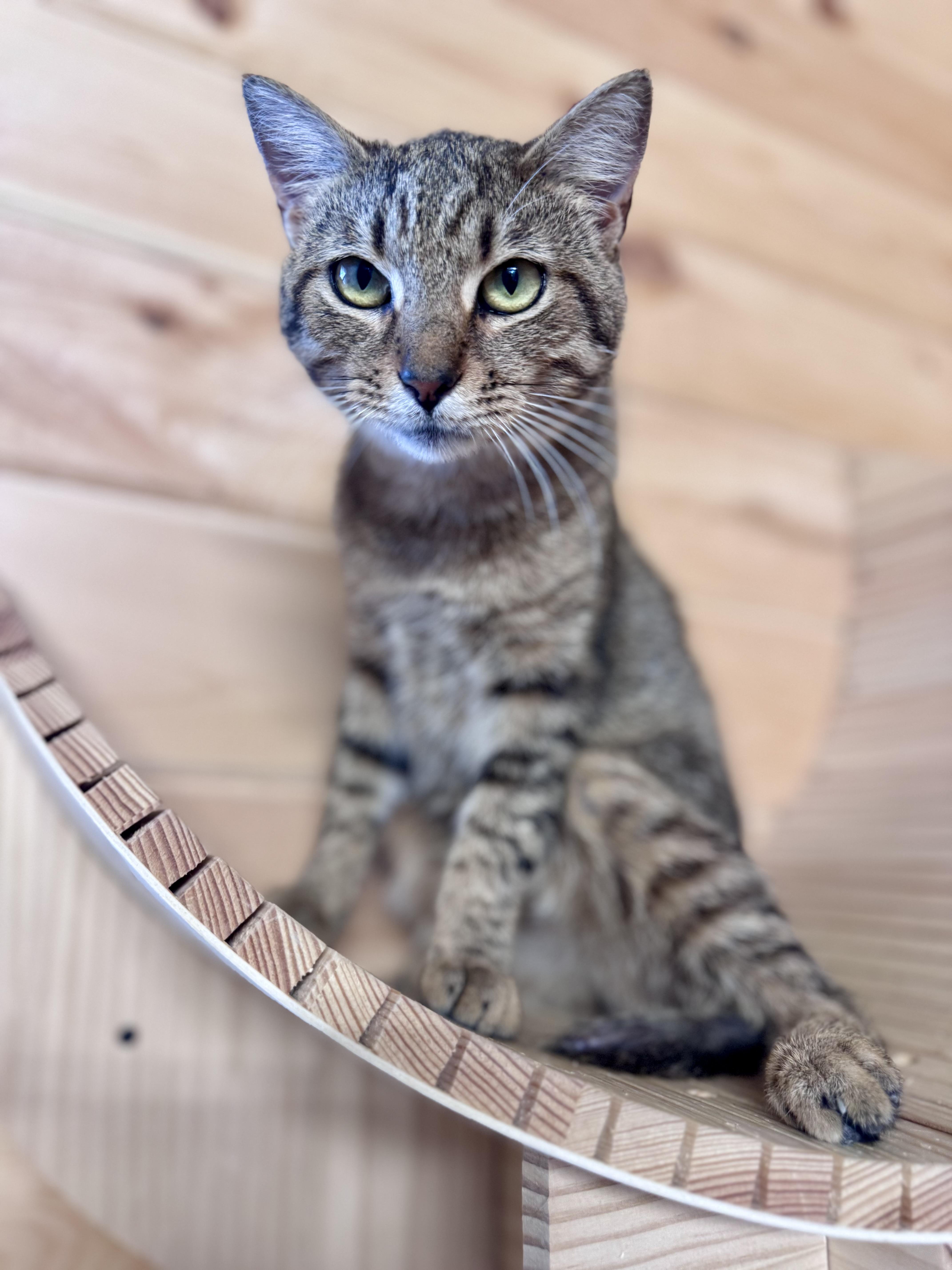 Enlarge Benny, a ADOPTABLE American Shorthair in Saint Augustine, FL image 3/3