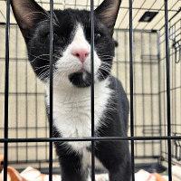 Enlarge MILO, an adopted Tuxedo in Henderson, NV image 2/3