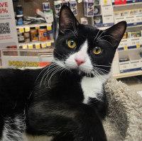 MILO, adopted, Young Male Tuxedo.