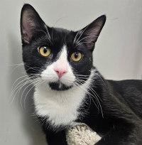 Enlarge MILO, an adopted Tuxedo in Henderson, NV image 3/3