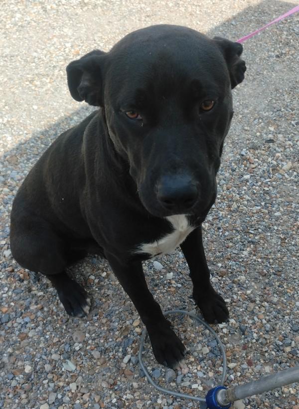 Mateo, Adoptable, Adult Male Labrador Retriever.