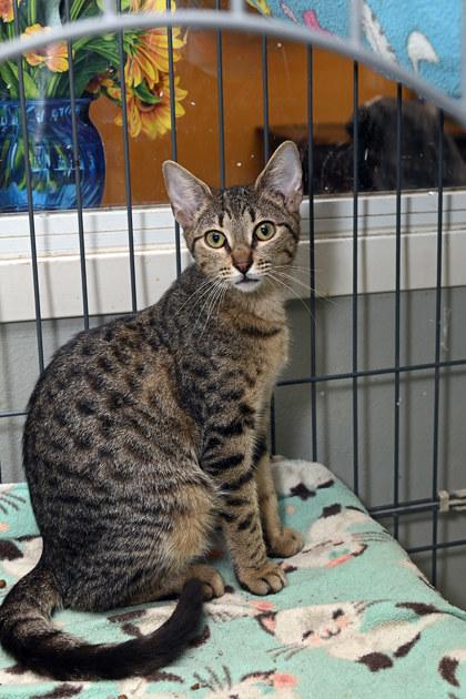Enlarge Jieu, a Adoptable Domestic Short Hair in Baton Rouge, LA image 1/1