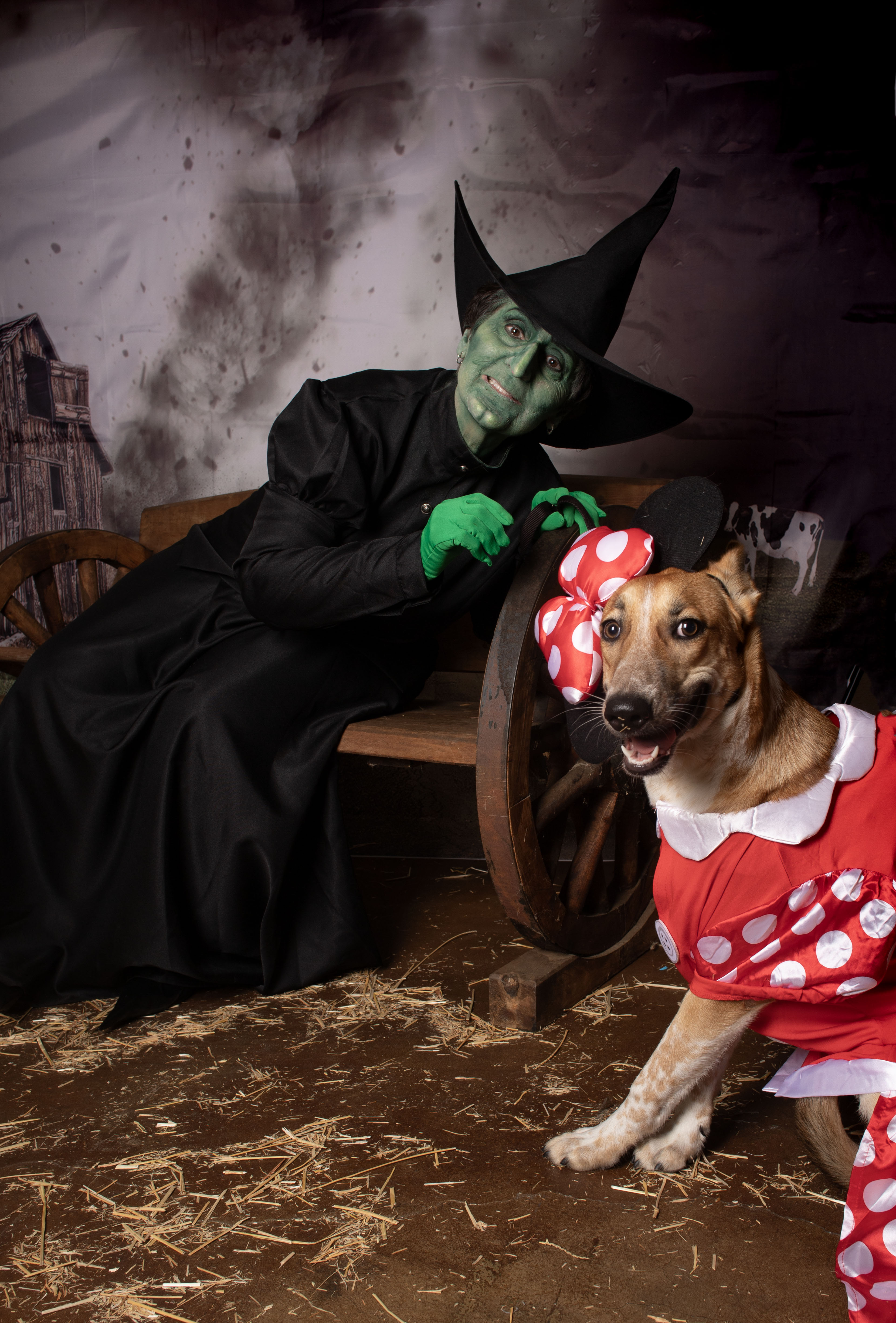 Florence, a Adoptable mixed breed in Riverside, CA image 2/4