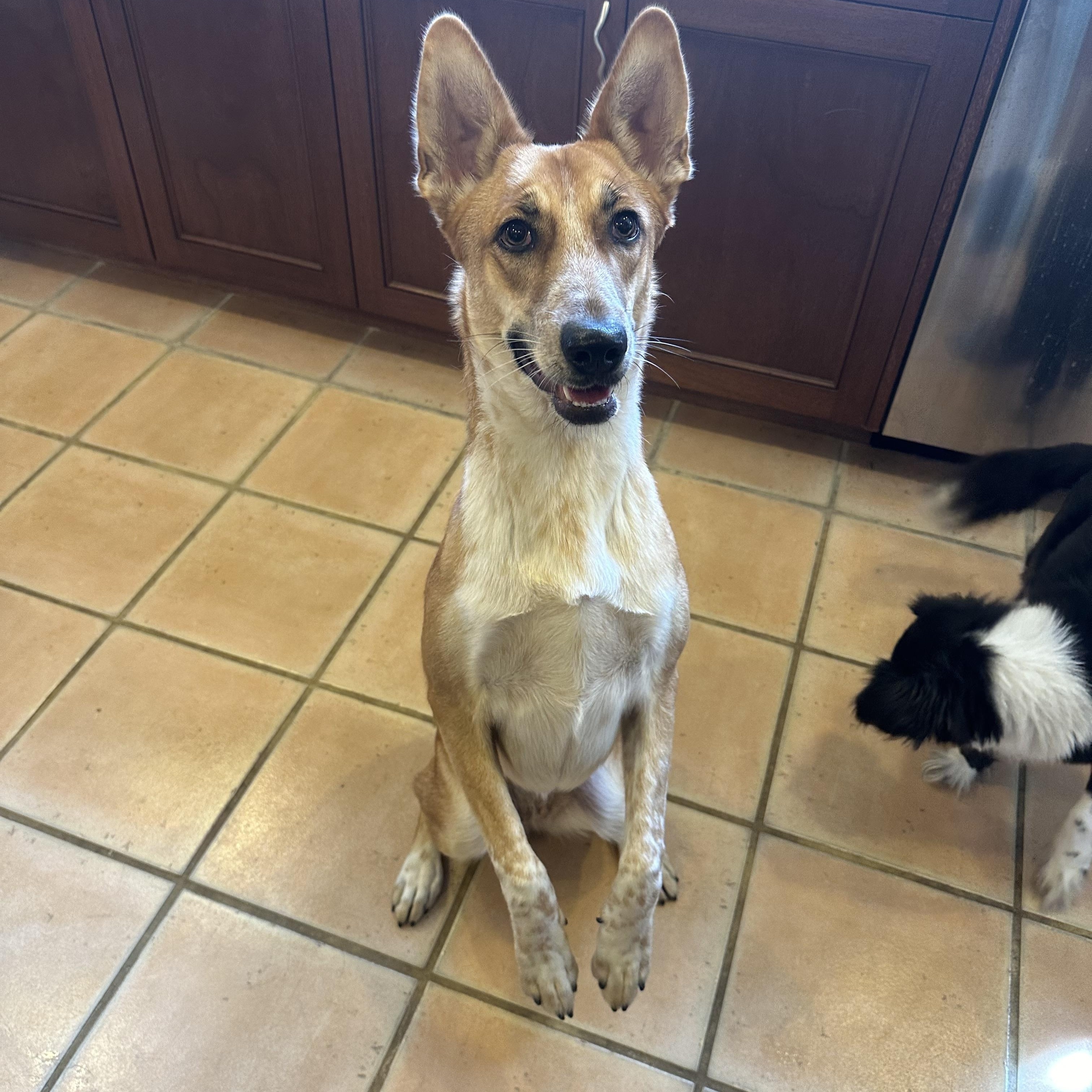 Florence, a Adoptable mixed breed in Riverside, CA image 3/4