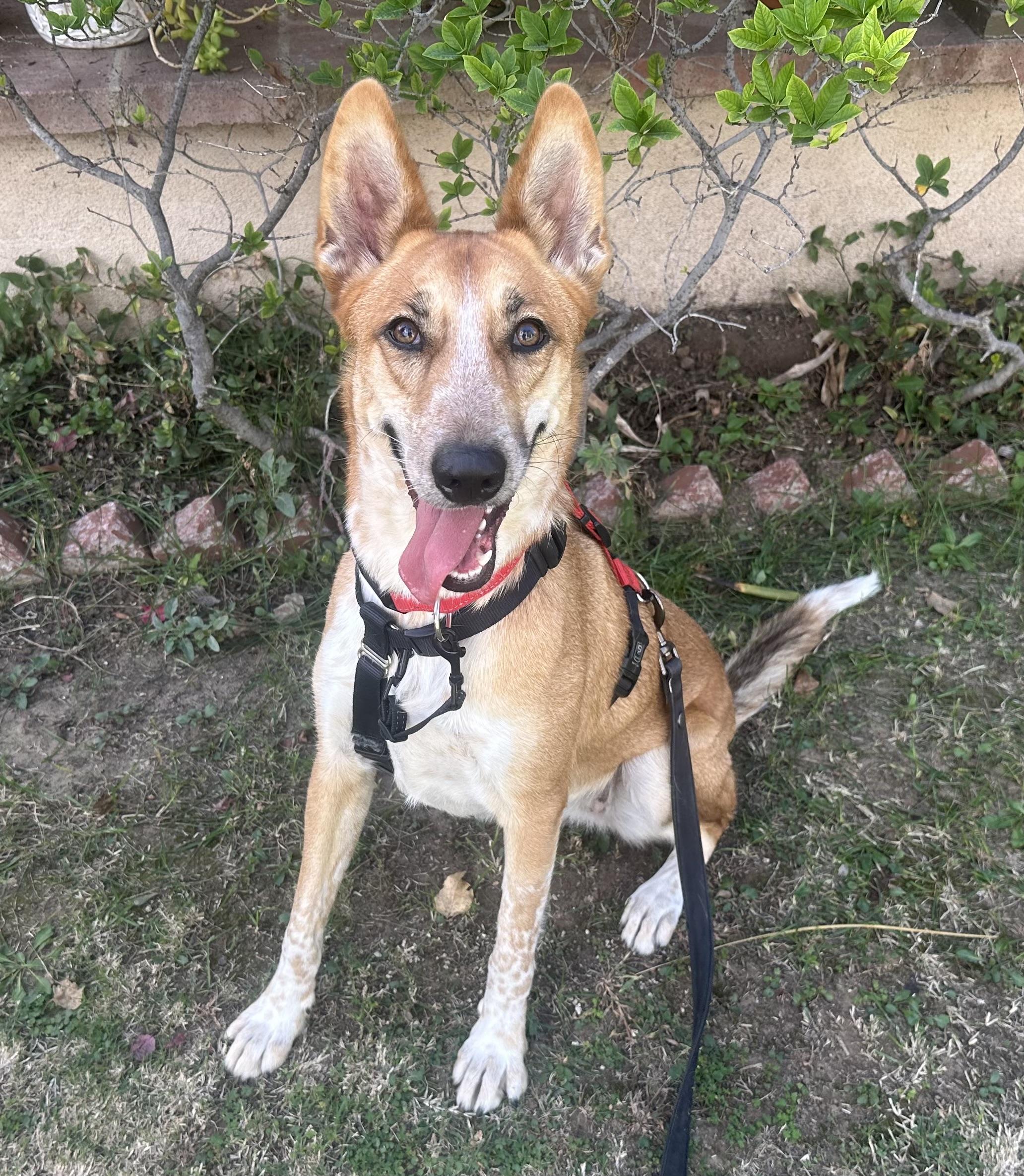 Florence, a Adoptable mixed breed in Riverside, CA image 1/4
