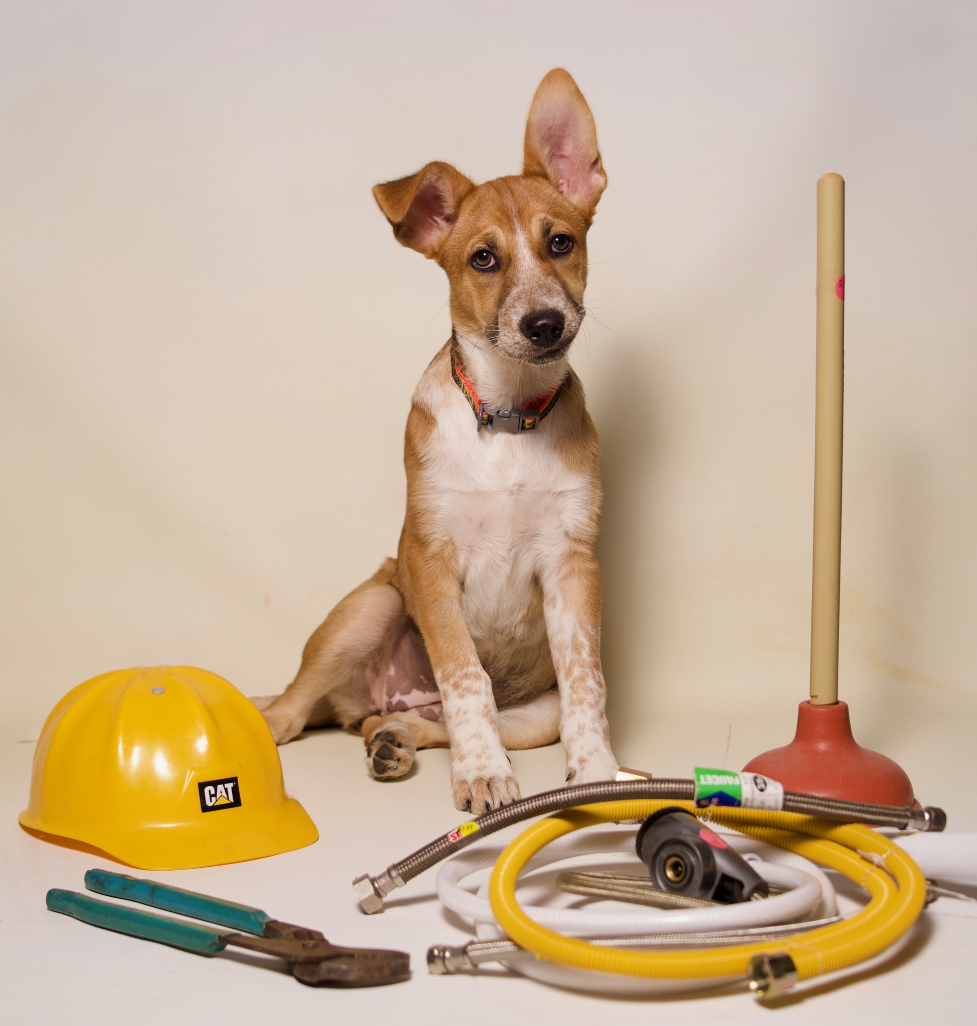 Florence, a Adoptable mixed breed in Riverside, CA image 4/4