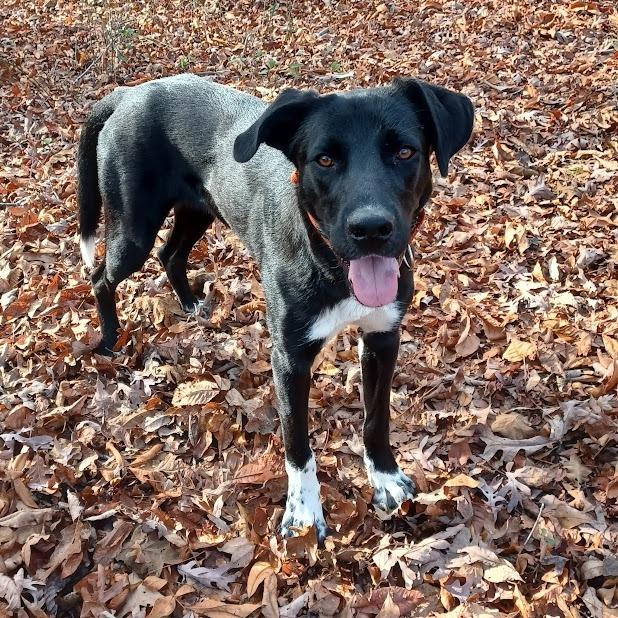 Katie, a Adoptable mixed breed in Peachtree City, GA image 2/5