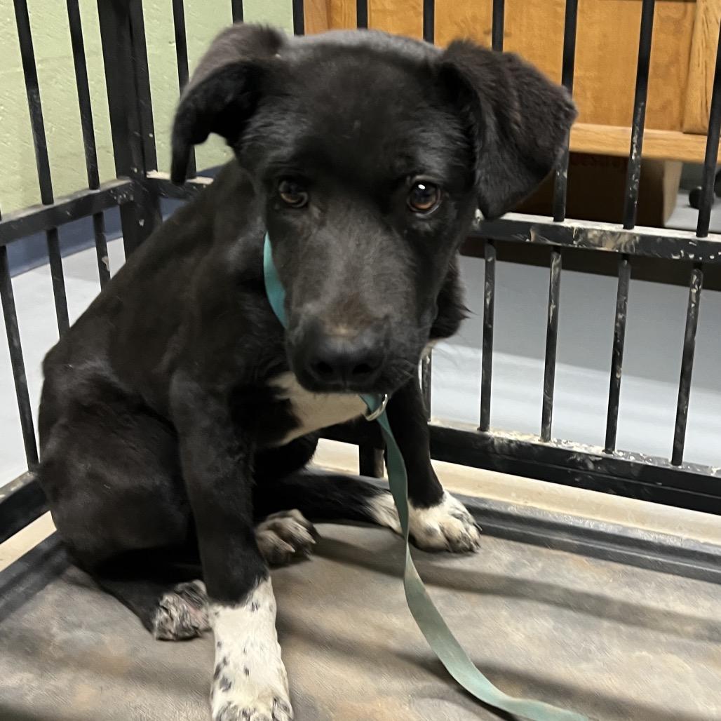 Katie, a Adoptable mixed breed in Peachtree City, GA image 3/5
