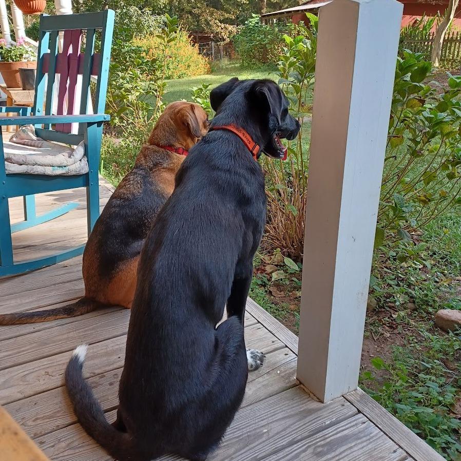 Katie, a Adoptable mixed breed in Peachtree City, GA image 4/5