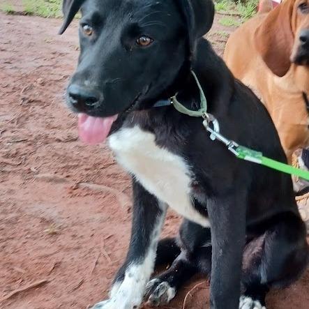 Katie, a Adoptable mixed breed in Peachtree City, GA image 5/5