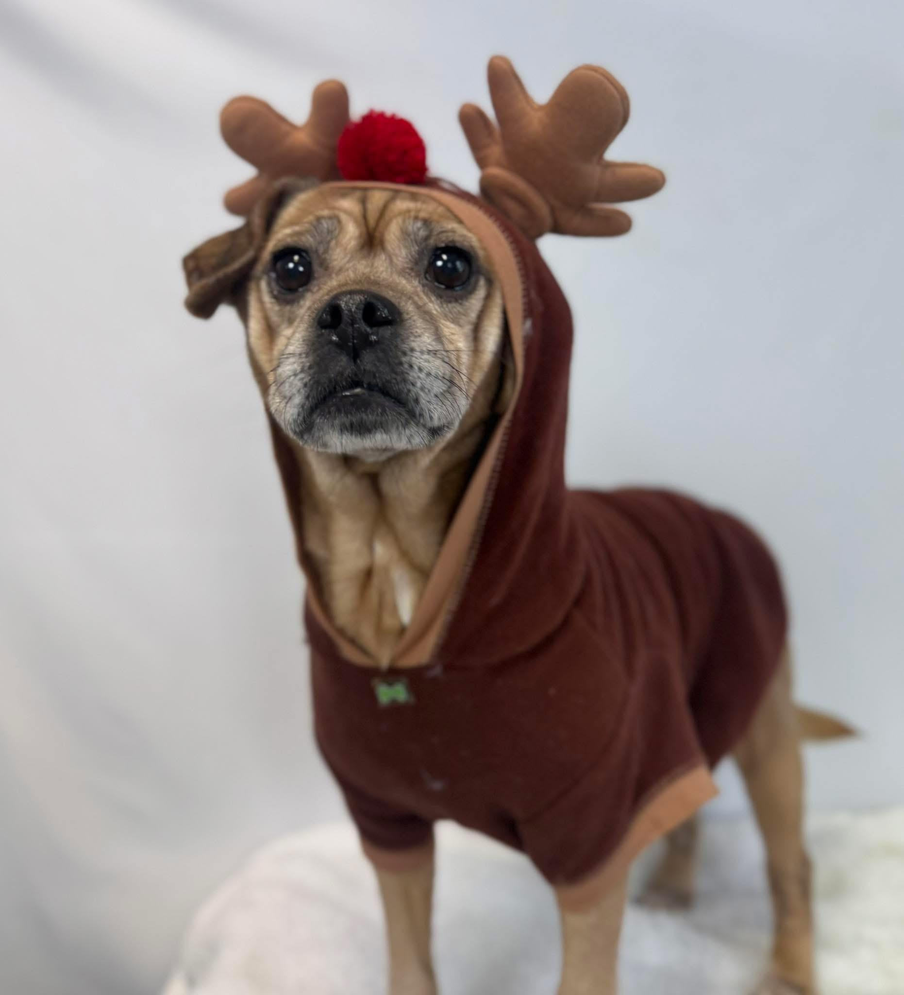 Cinnamon , ADOPTABLE, Adult Female Pug.