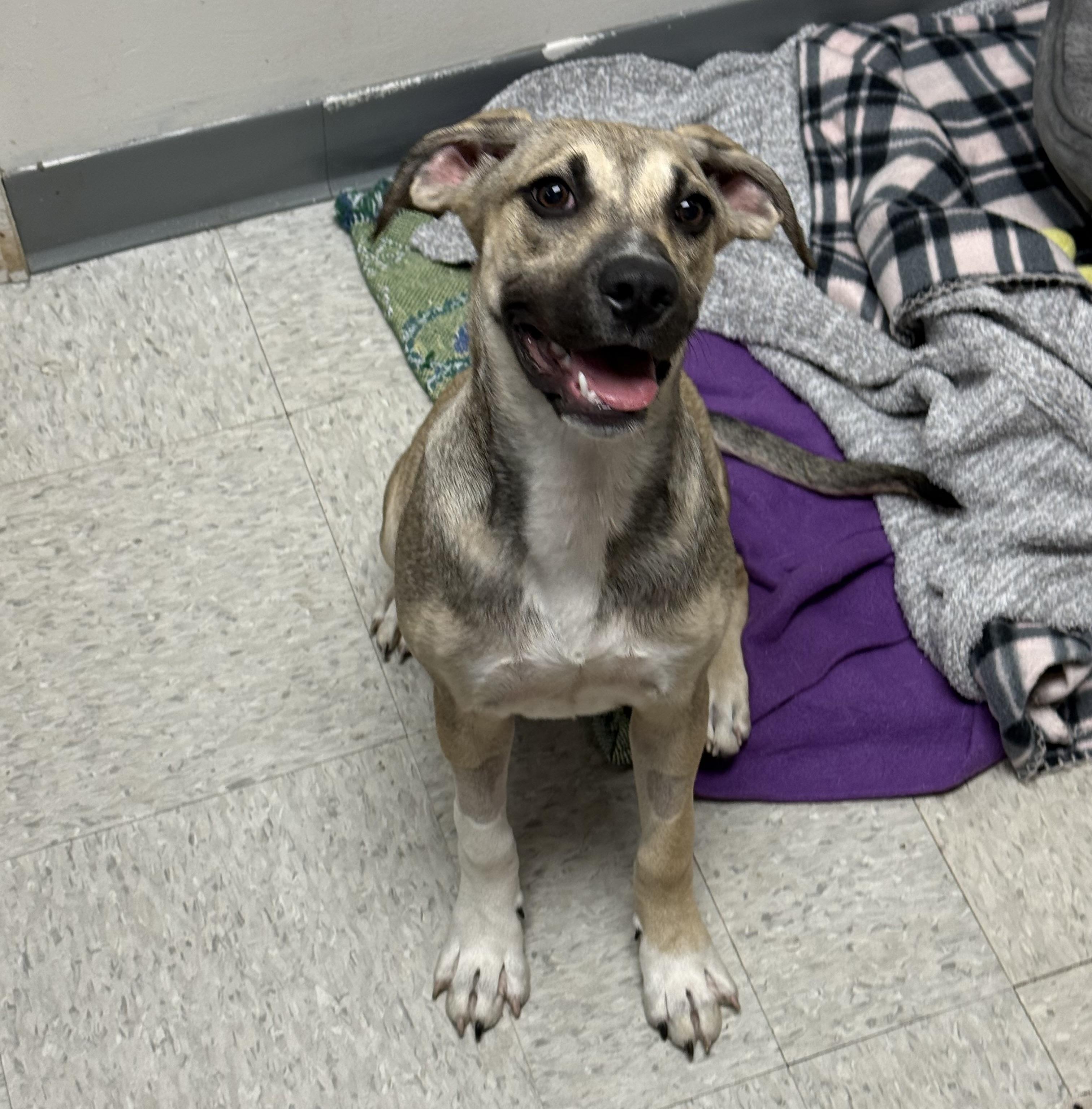 Flower, Adoptable, Young Female Mixed Breed.