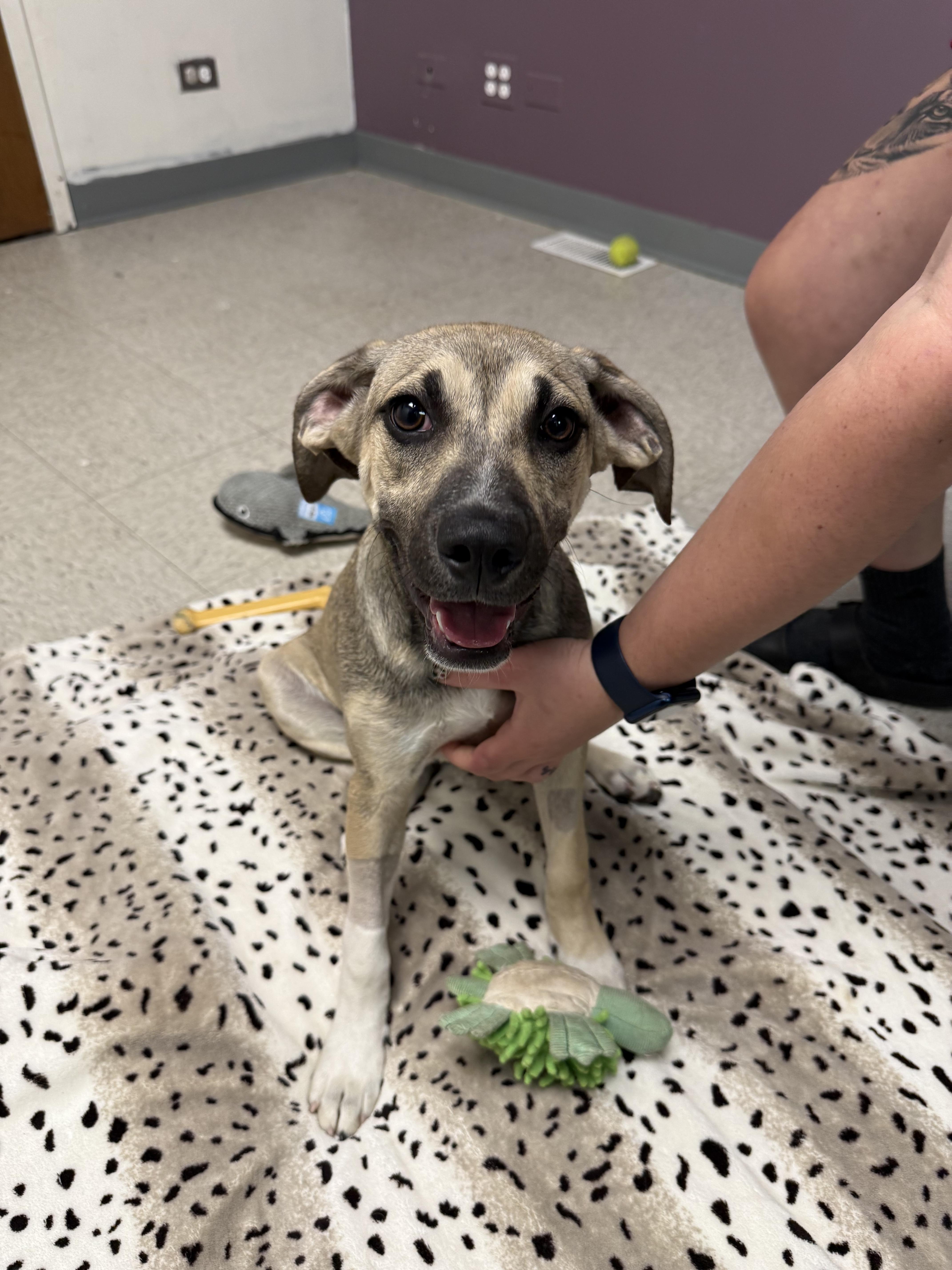 Flower, a Adoptable Mixed Breed in Homewood, IL image 2/2