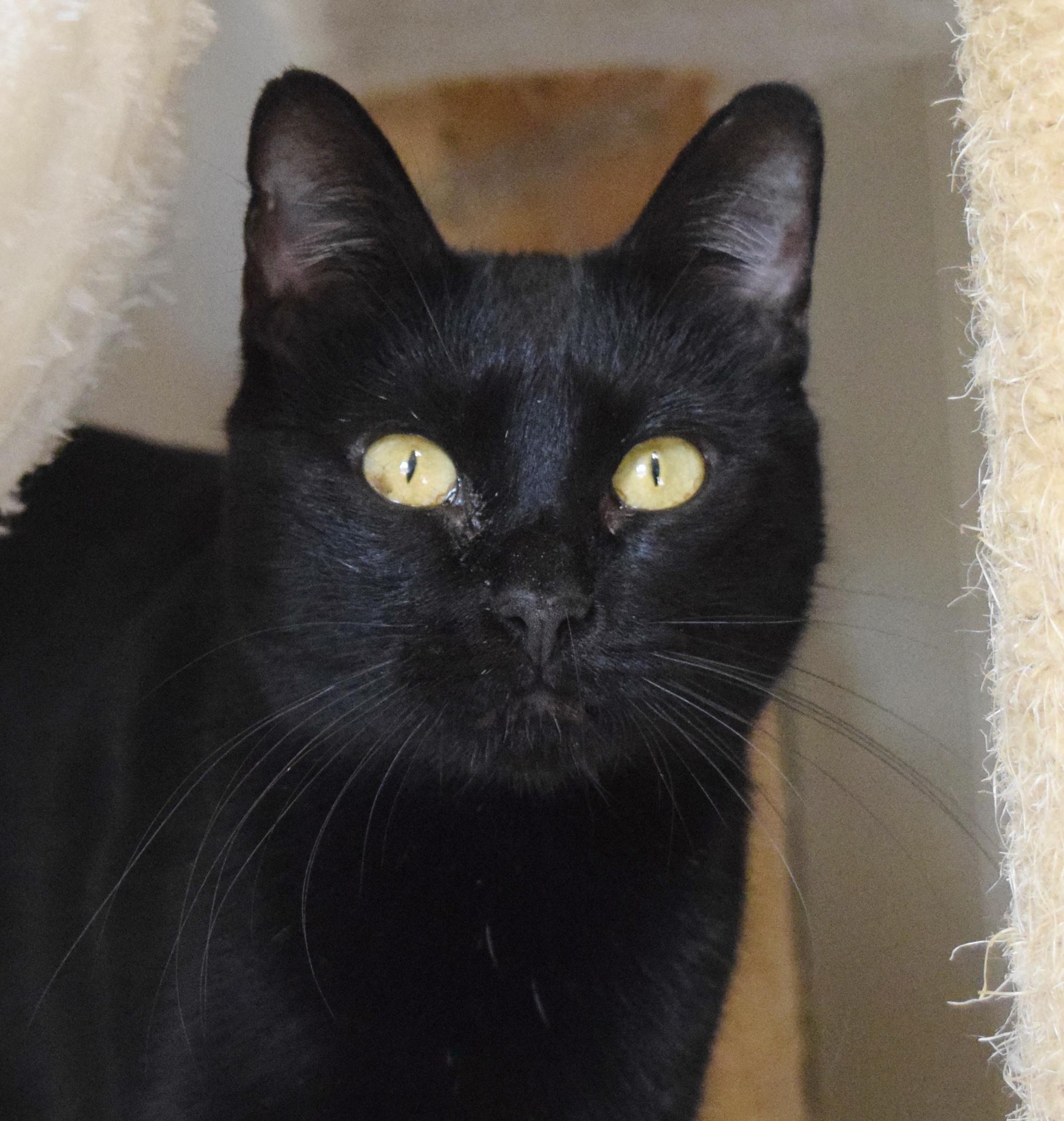 Mockingbird, ADOPTABLE, Adult Female Domestic Short Hair.