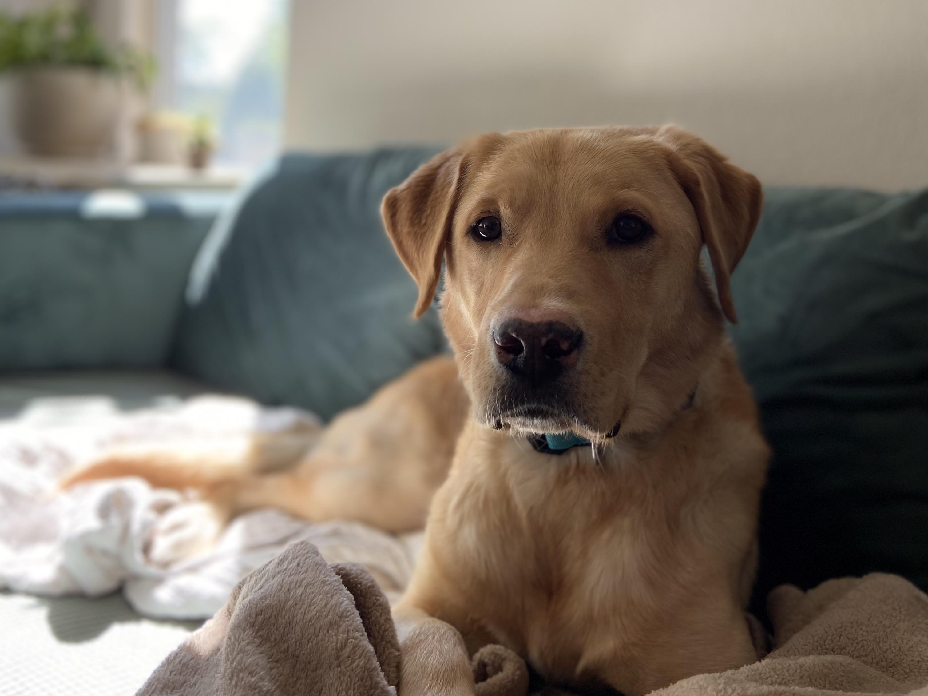 Enlarge Gerald, a ADOPTABLE Yellow Labrador Retriever in Fort Collins, CO image 1/3