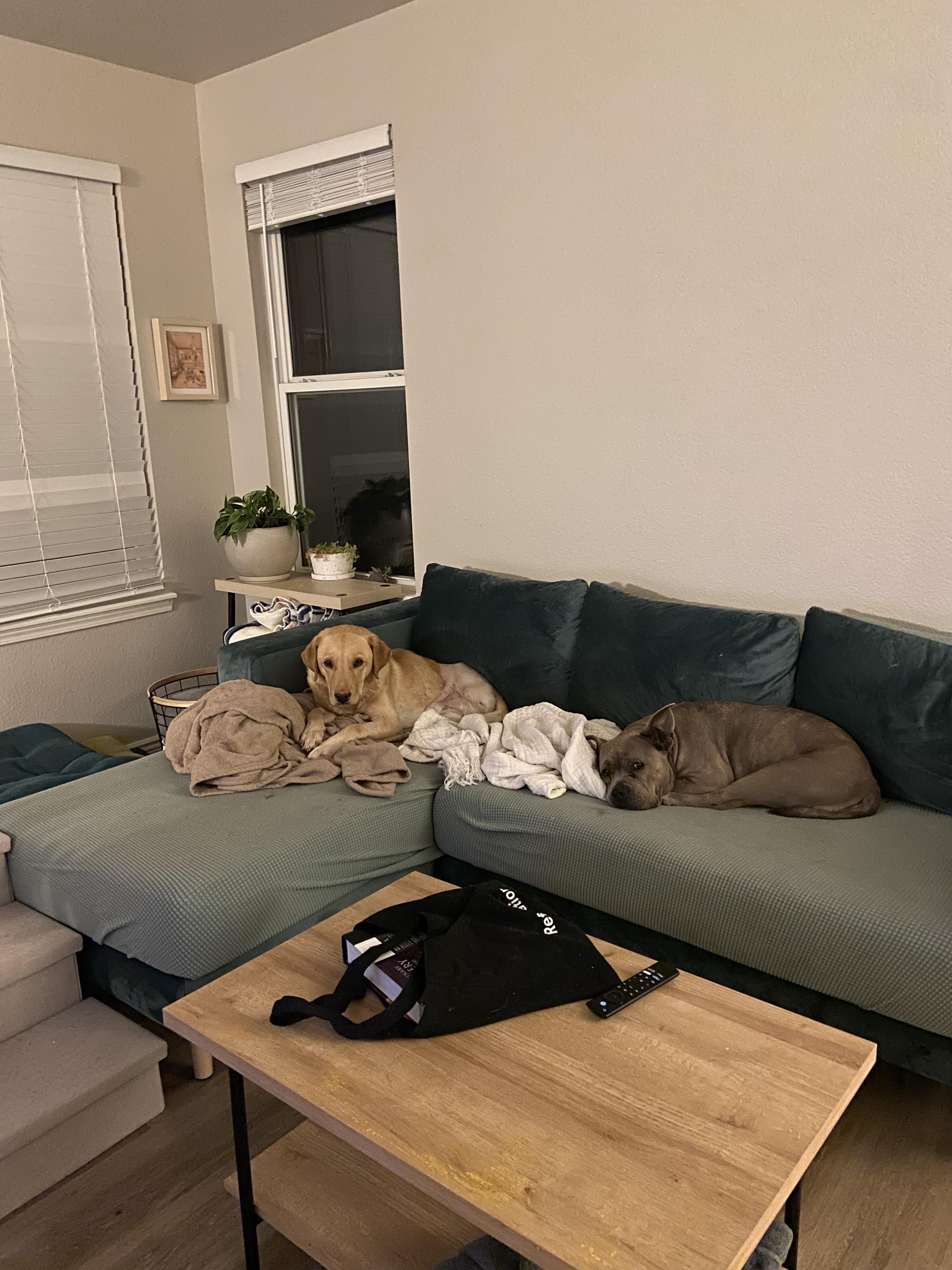 Enlarge Gerald, a ADOPTABLE Yellow Labrador Retriever in Fort Collins, CO image 2/3