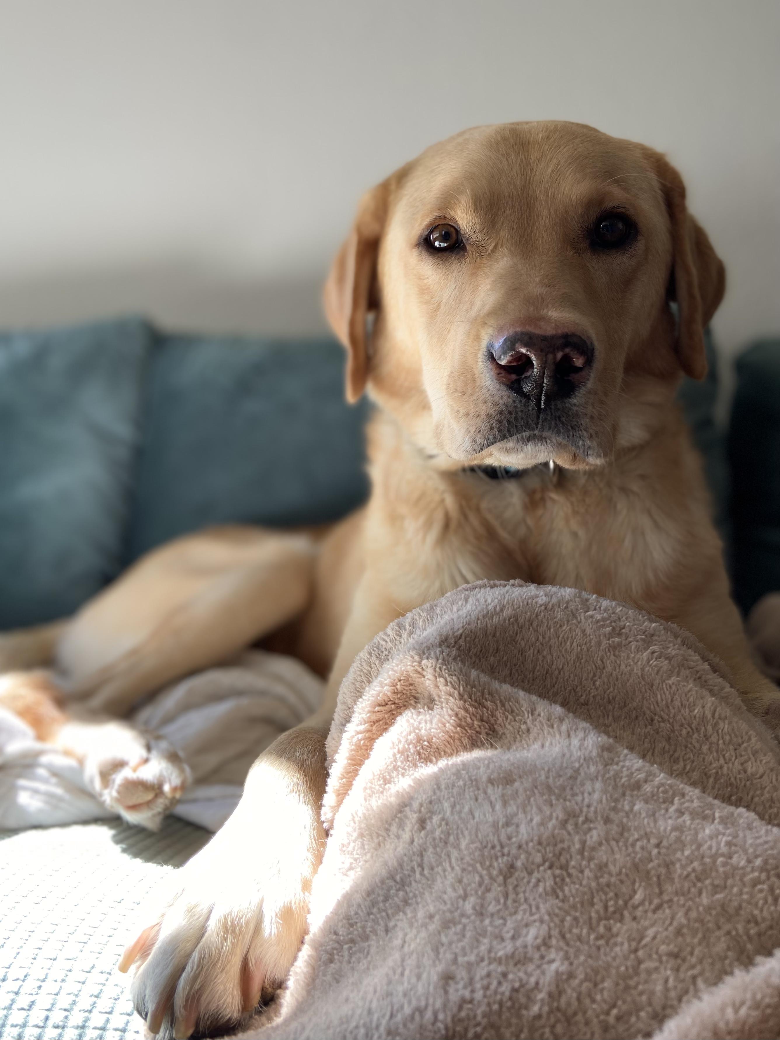 Enlarge Gerald, a ADOPTABLE Yellow Labrador Retriever in Fort Collins, CO image 3/3