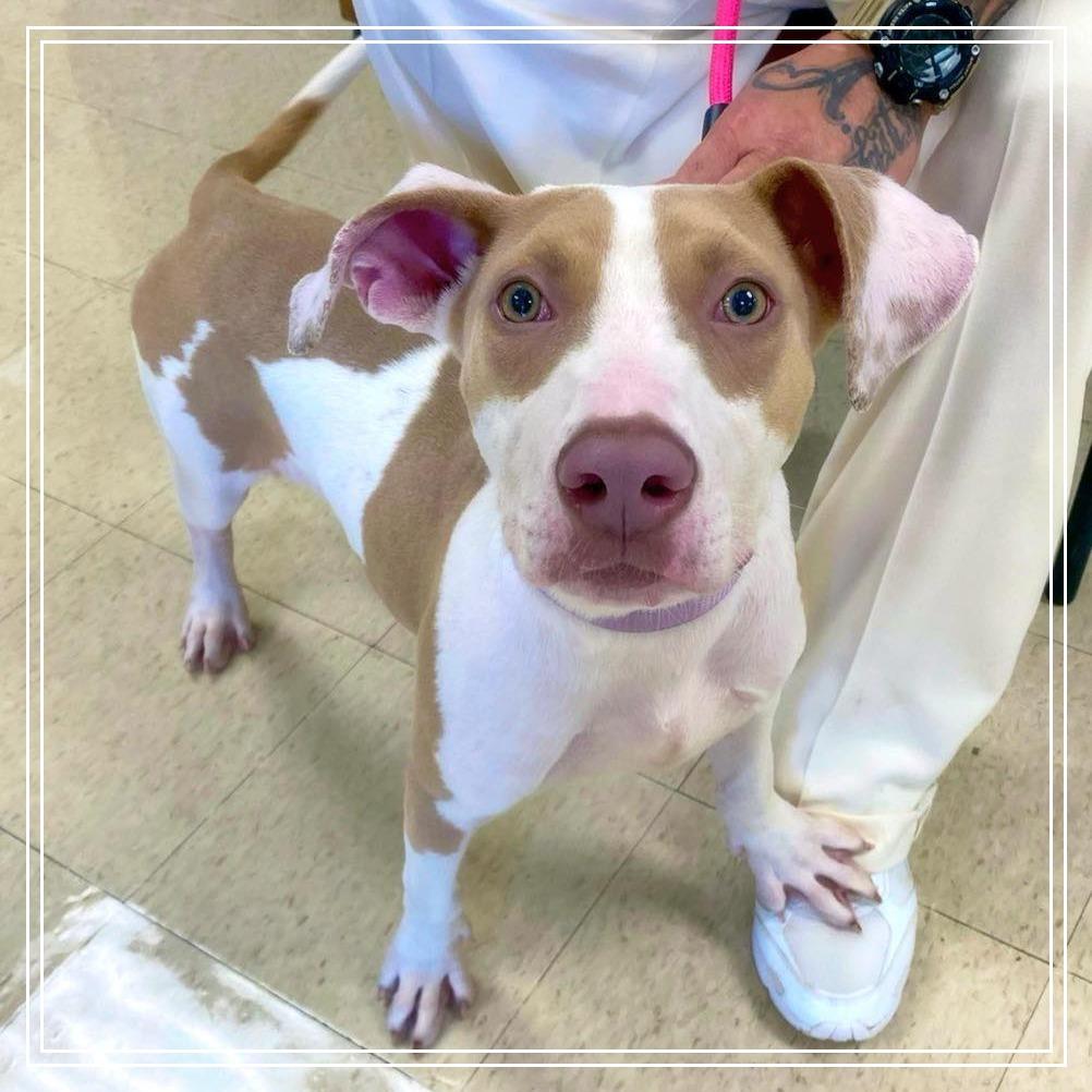 Enlarge Tiramisu, a Adoptable mixed breed image 1/1