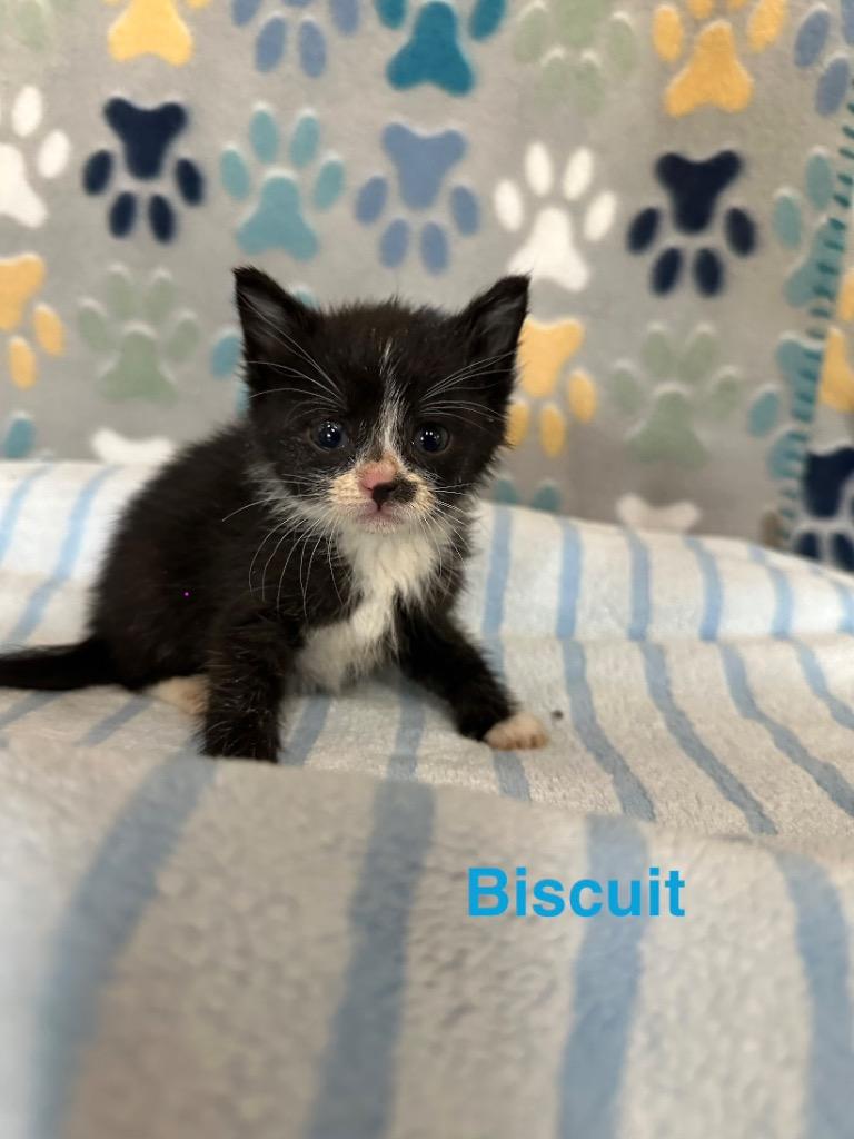 Biscuit, Adoptable, Kitten Male Domestic Short Hair.